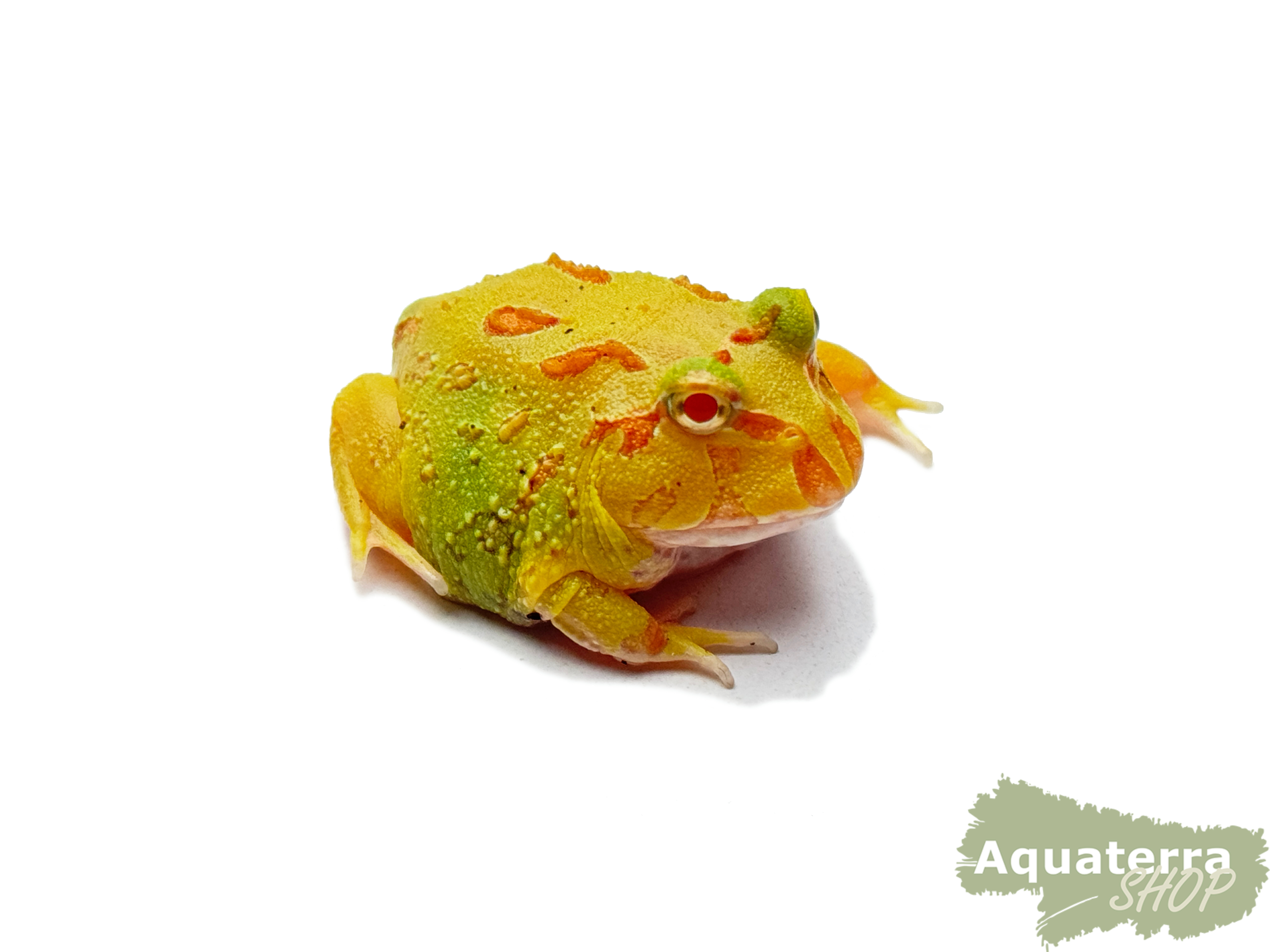 Ceratophrys cranwelli, Schmuckhornfrosch