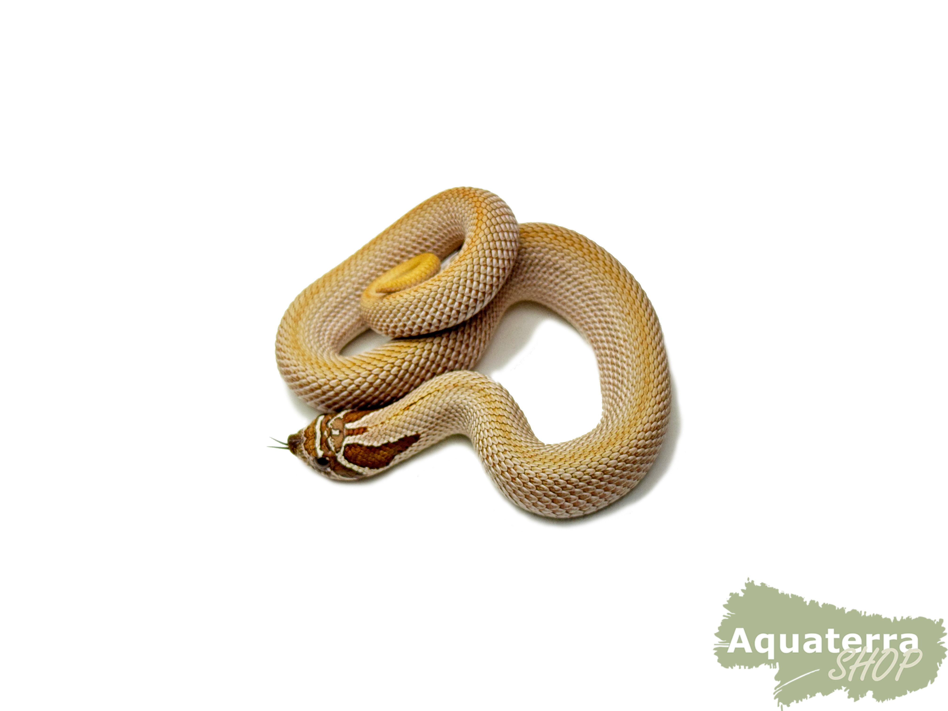 Heterodon nasicus, Westliche Hakennasennatter