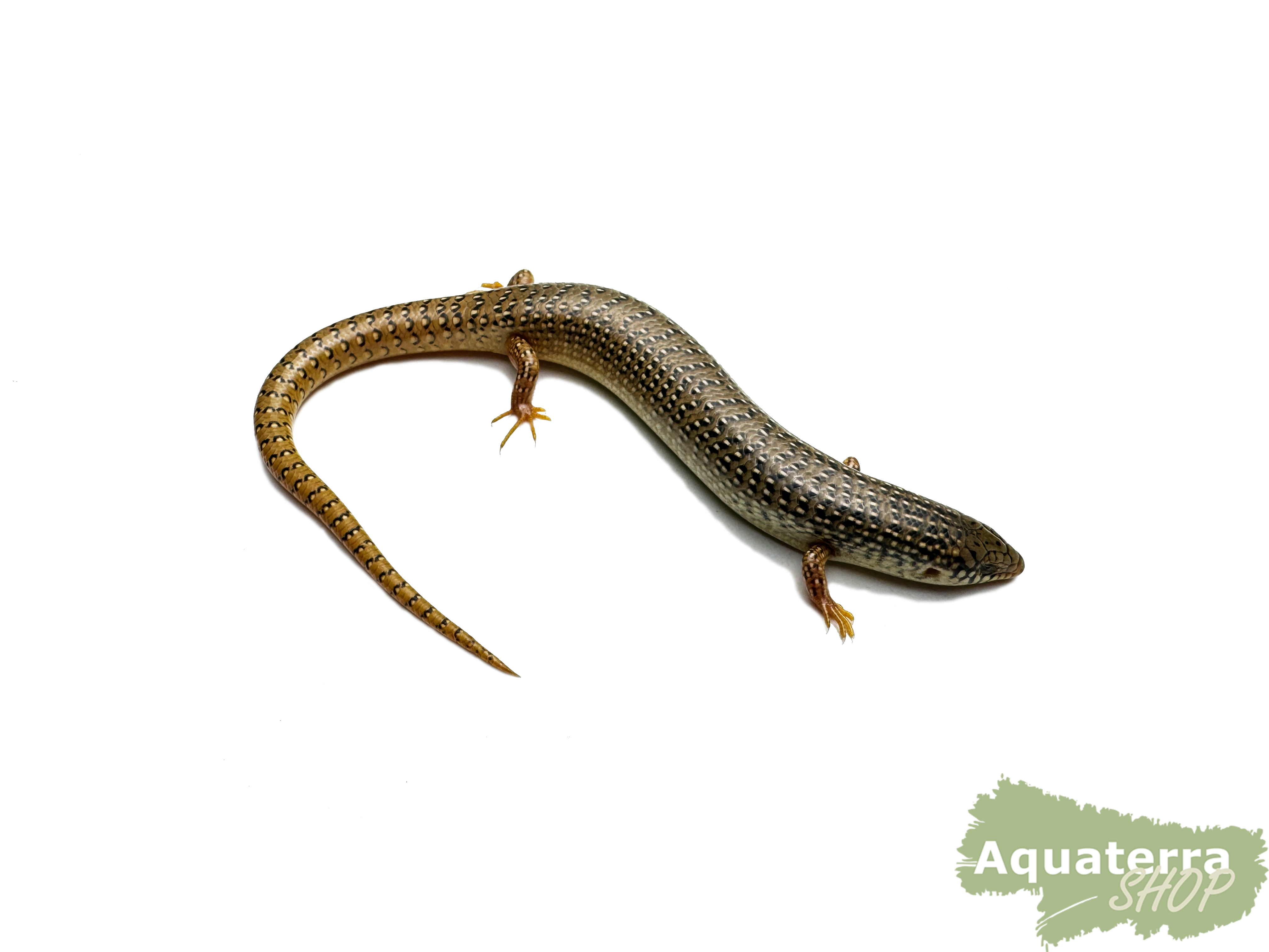 Chalcides ocellatus, Walzenskink