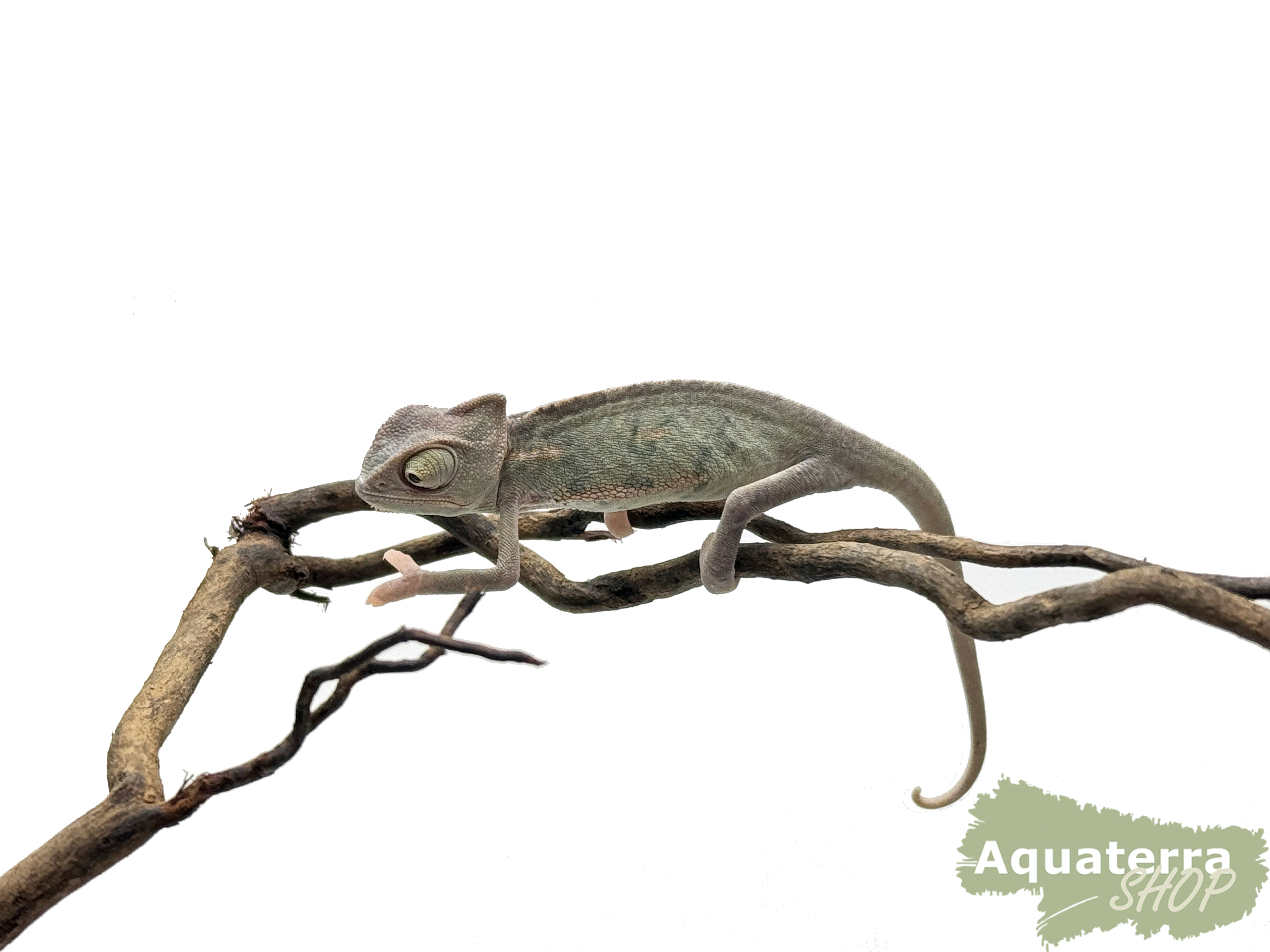 Chameleo calyptratus, Jemenchameleon