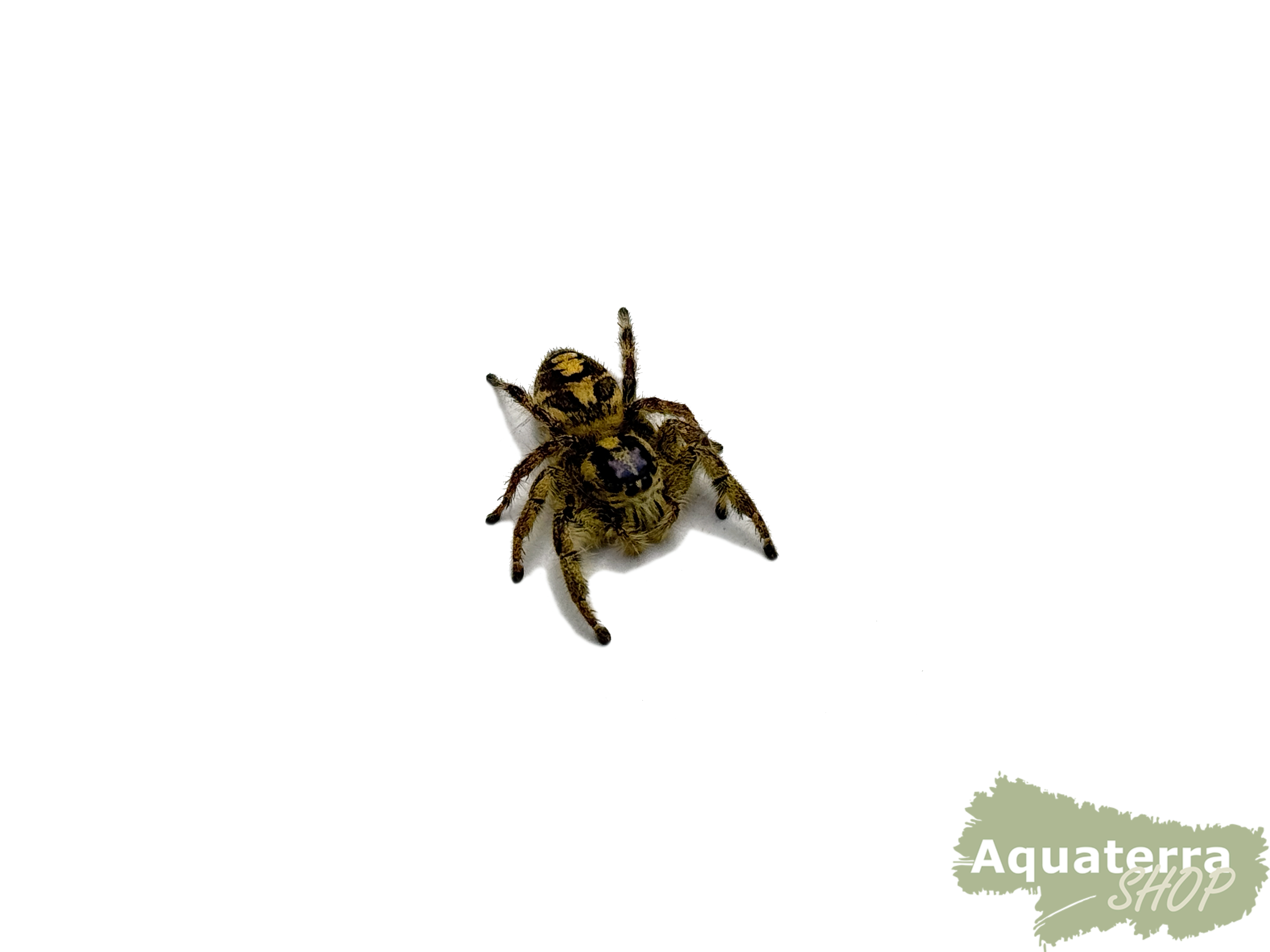 Hyllus diardi, Springspinne