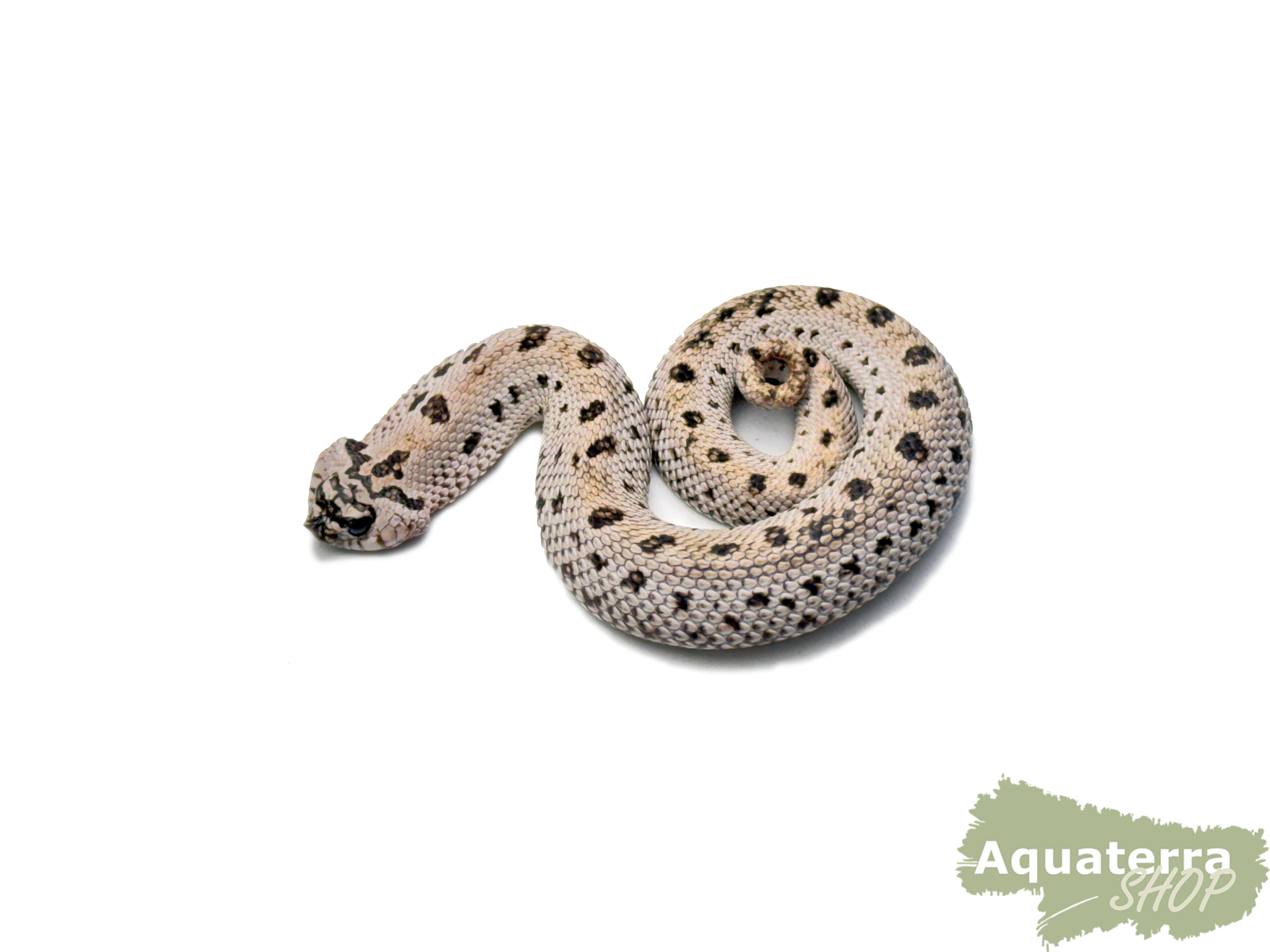 Heterodon nasicus, Westliche Hakennasennatter