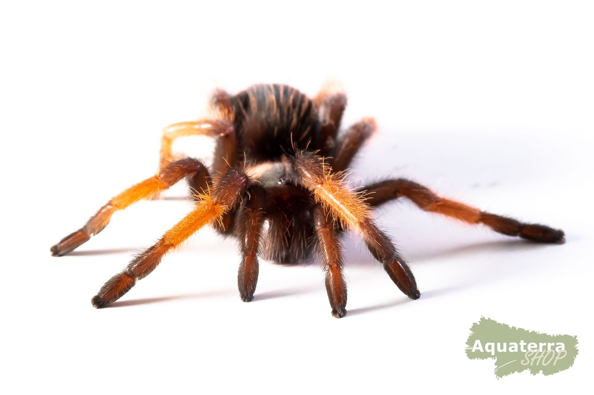 Brachypelma Emilia 