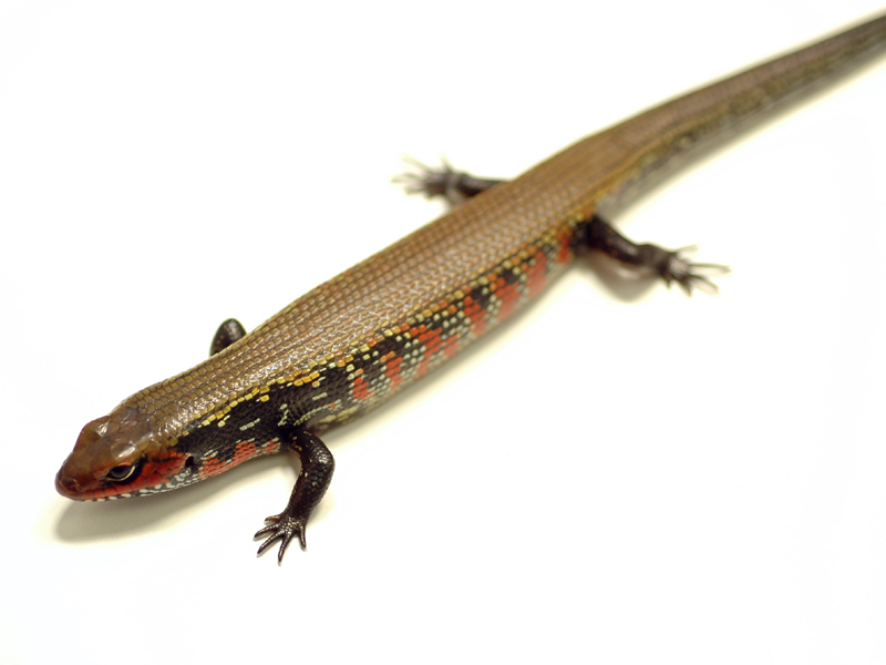 Lepidothyris fernandi,Feuerskink