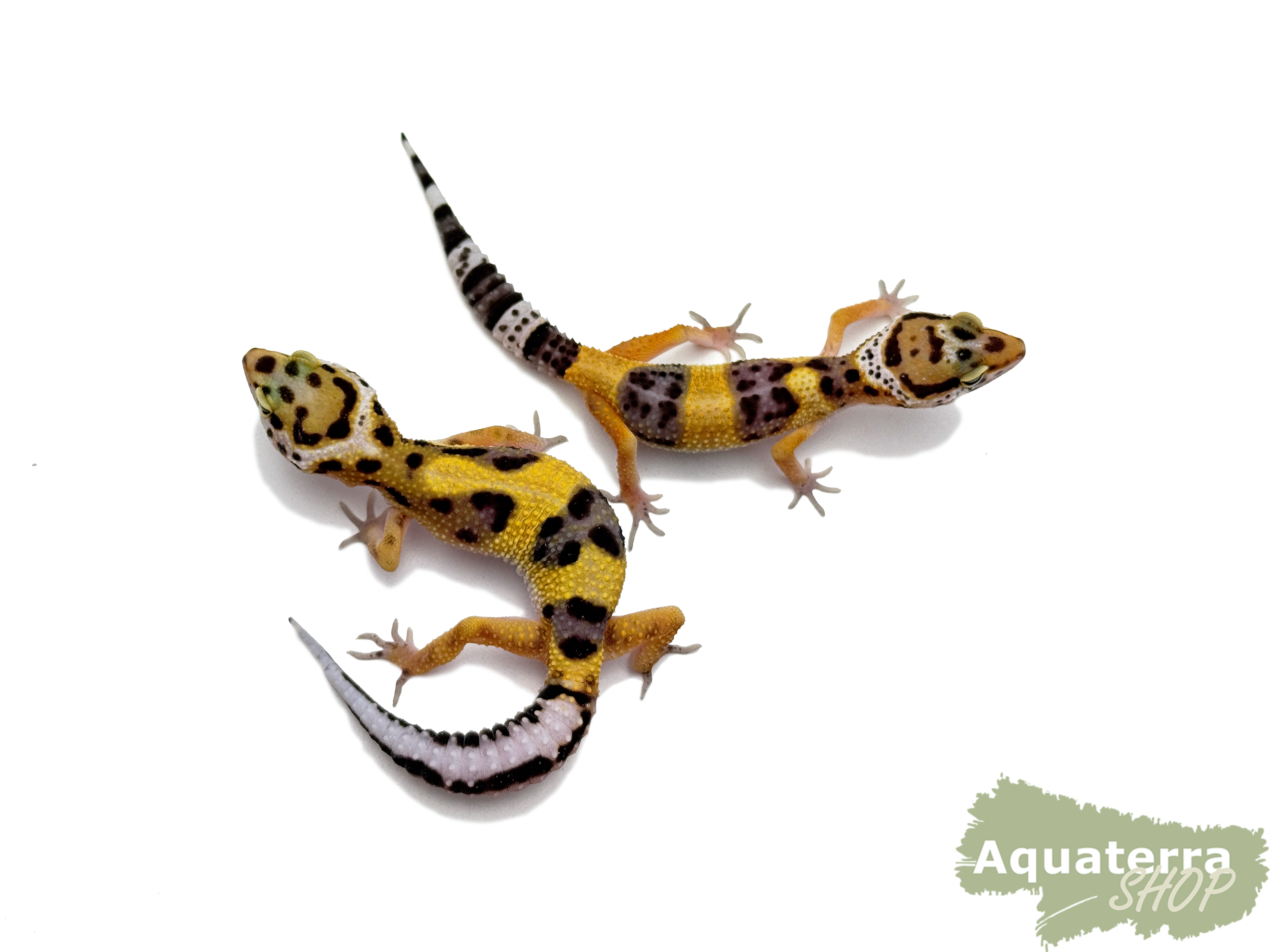 Eublepharis macularius, Leopardgecko