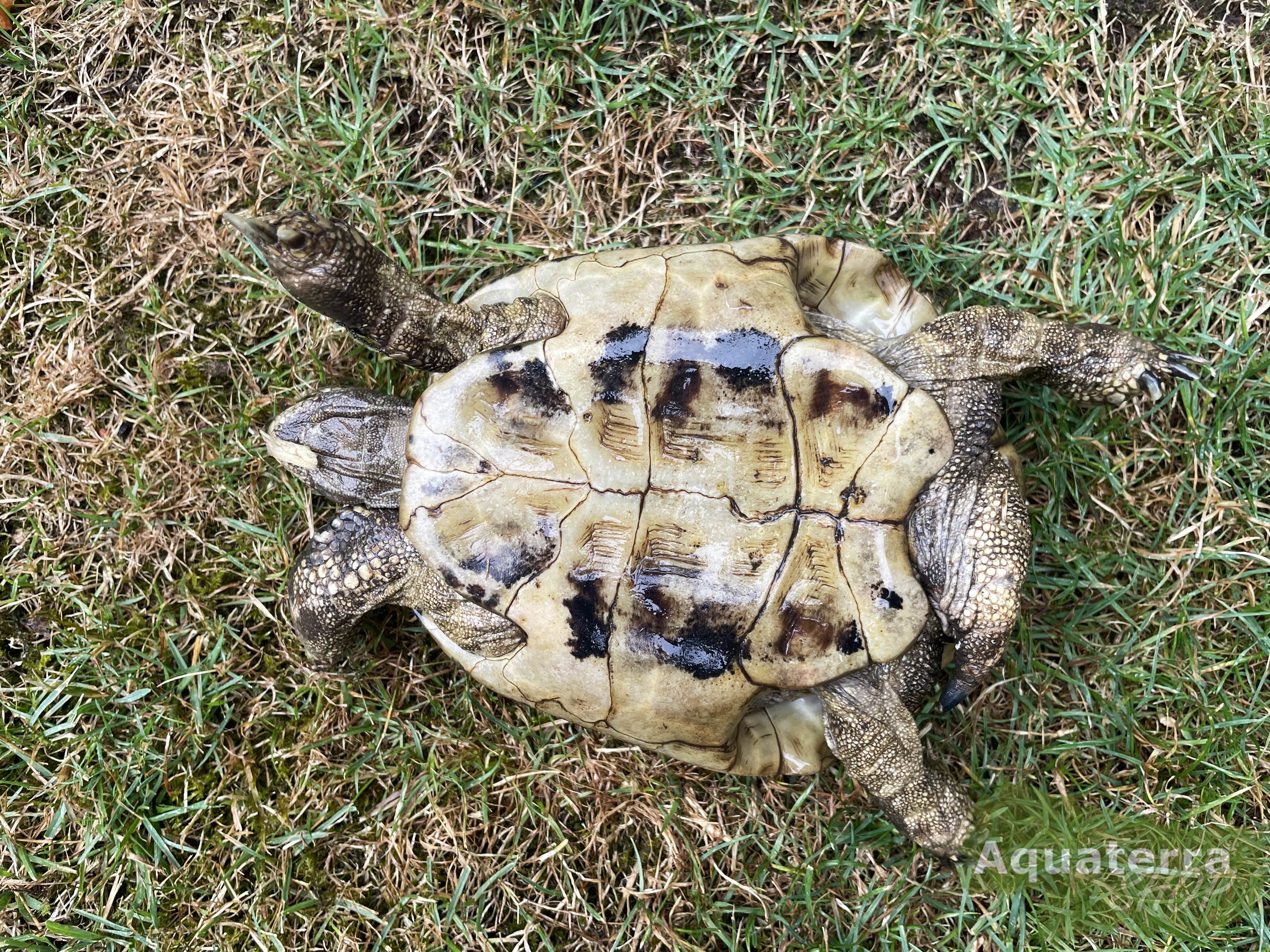 Testudo h. boettgeri, europäische Landschildkröte (Ostrasse)