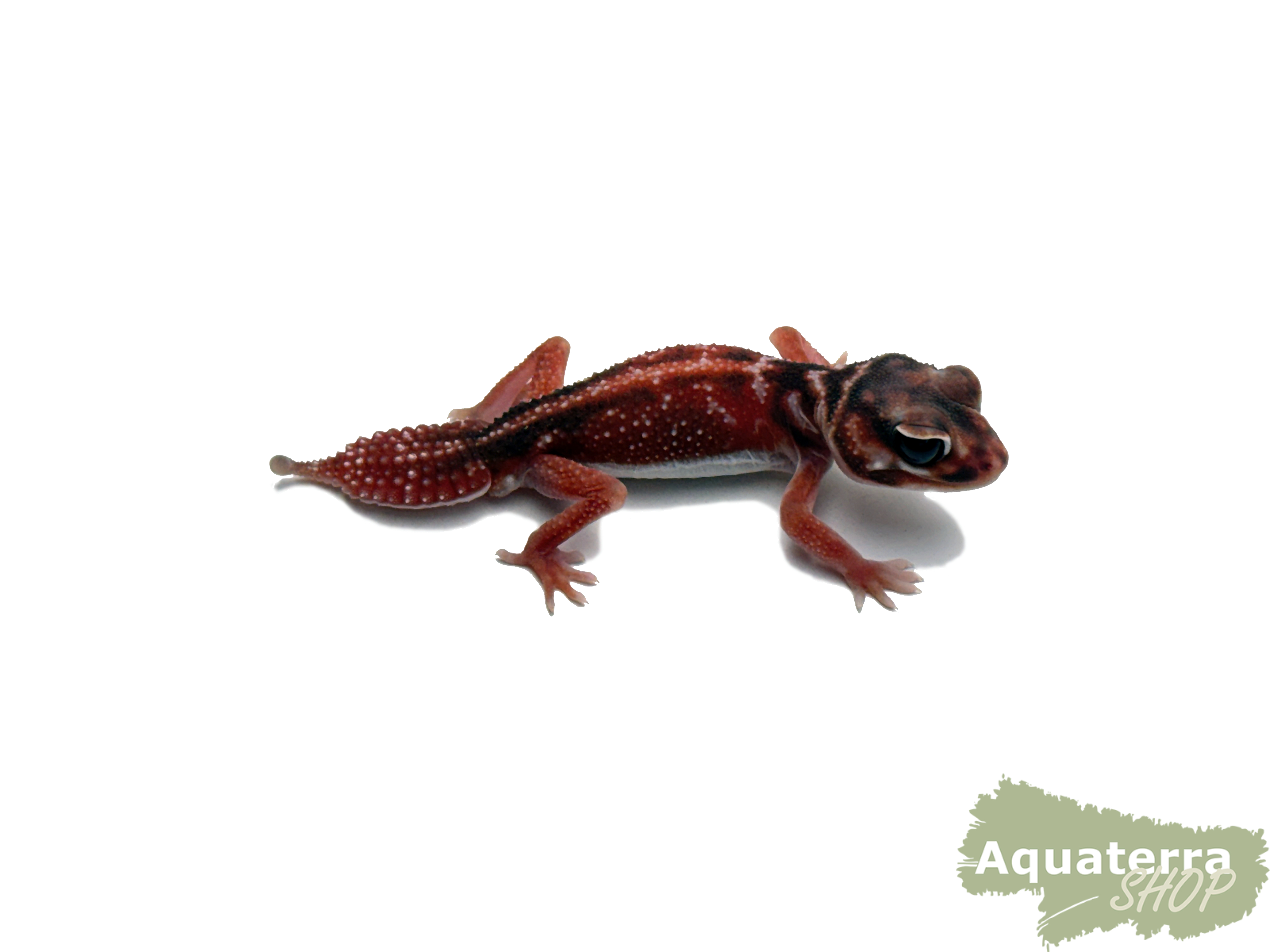 Nephurus levis pilbarensis, glatter Knopfschwanzgecko 