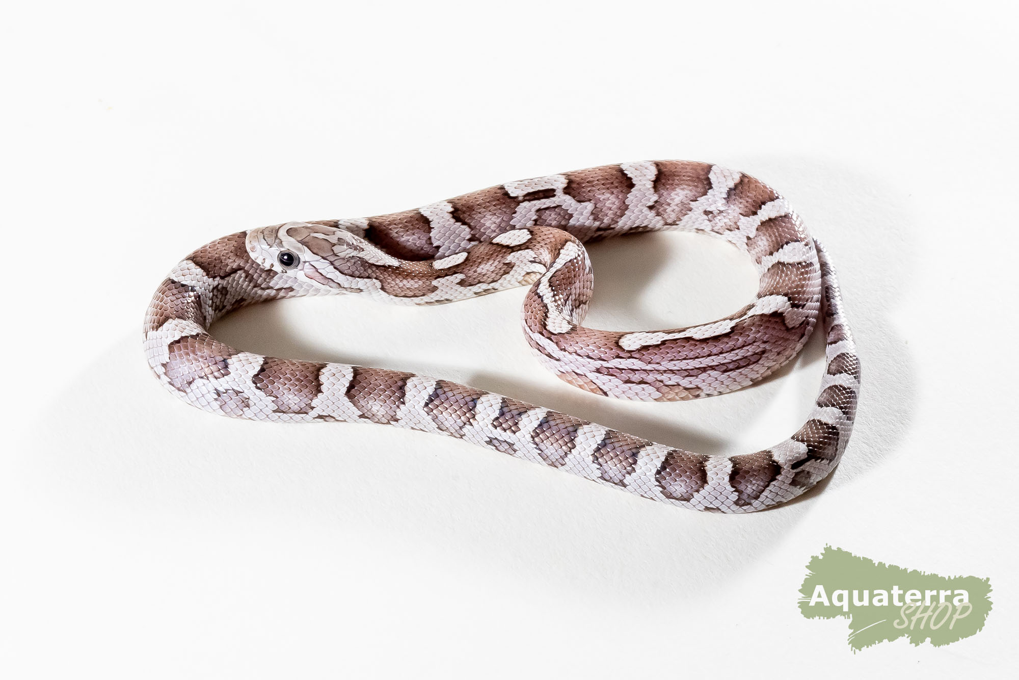 Pantherophis guttatus, Kornnatter