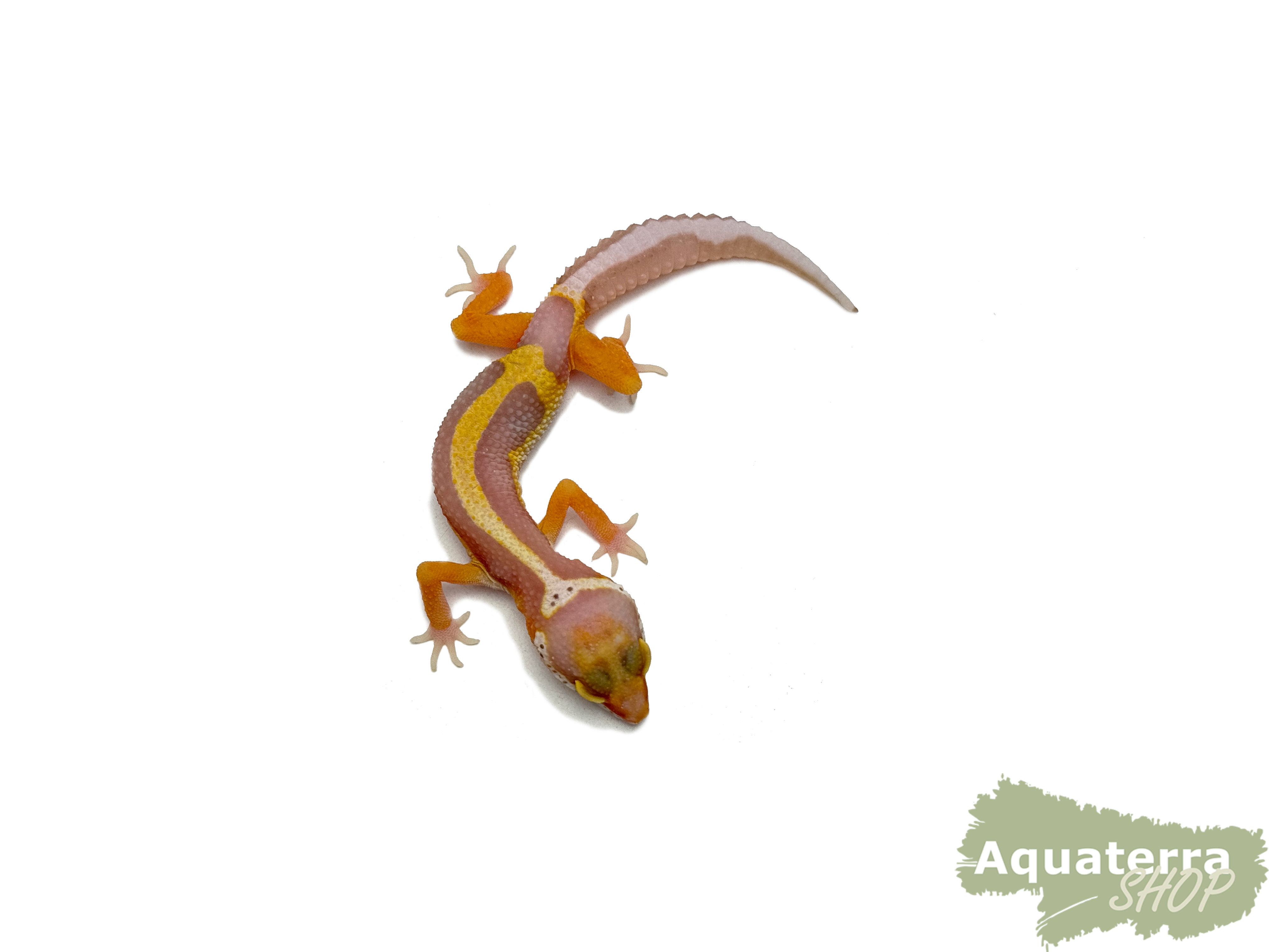 Eublepharis macularius, Leopardgecko