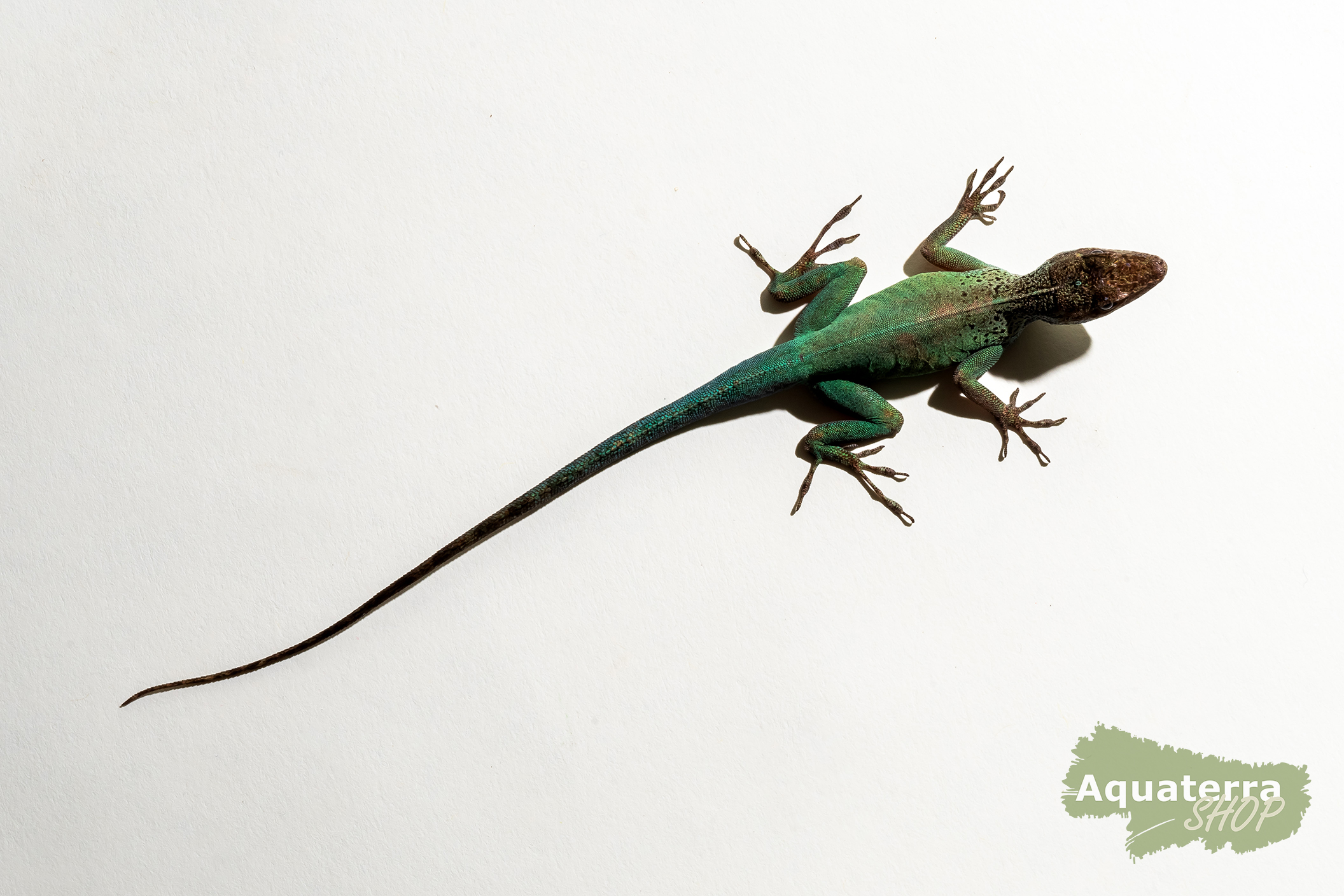 Anolis marmoratus girafus,  Leopard Anoli