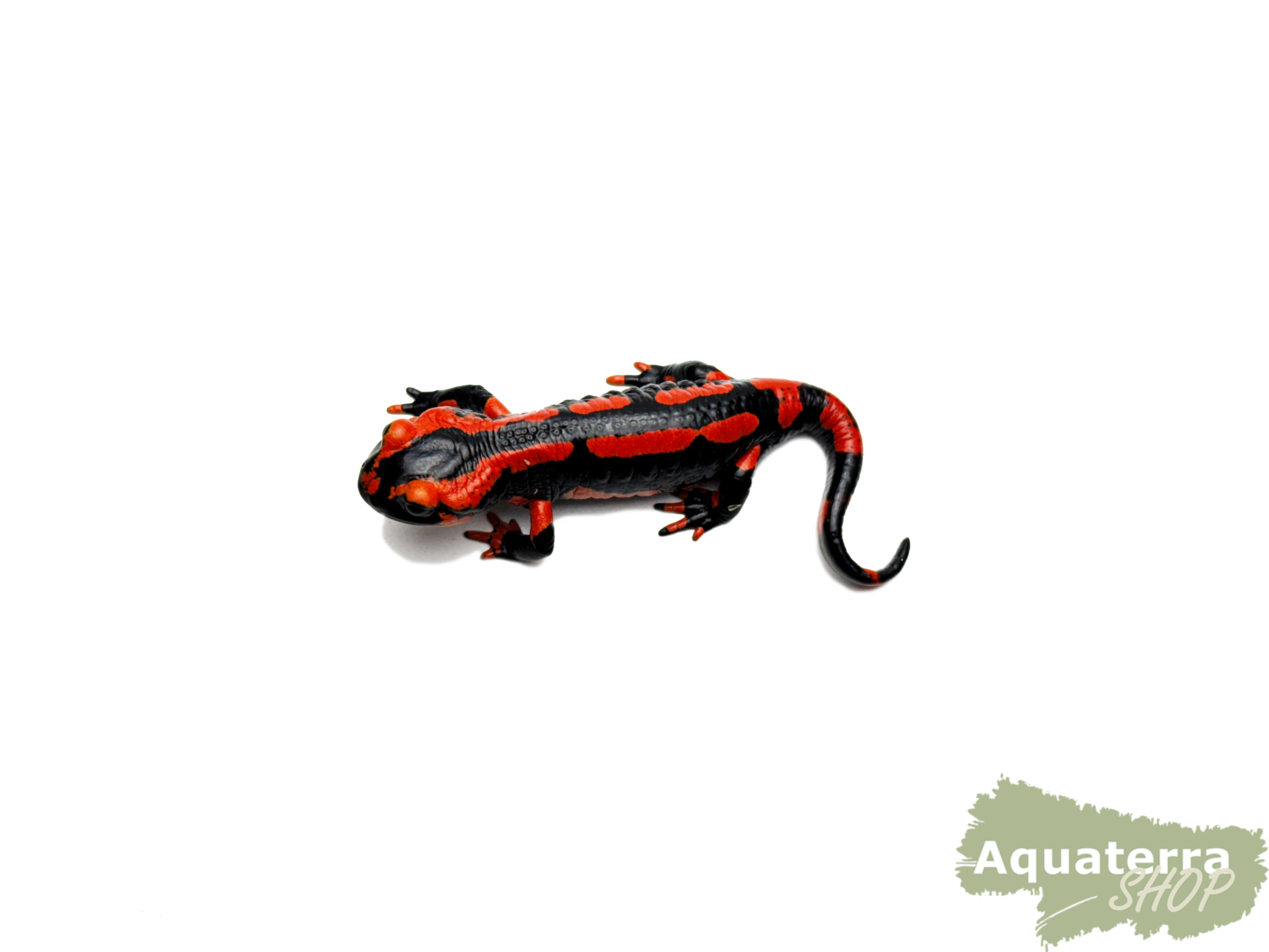 Salamandra s. terrestris, Feuersalamander