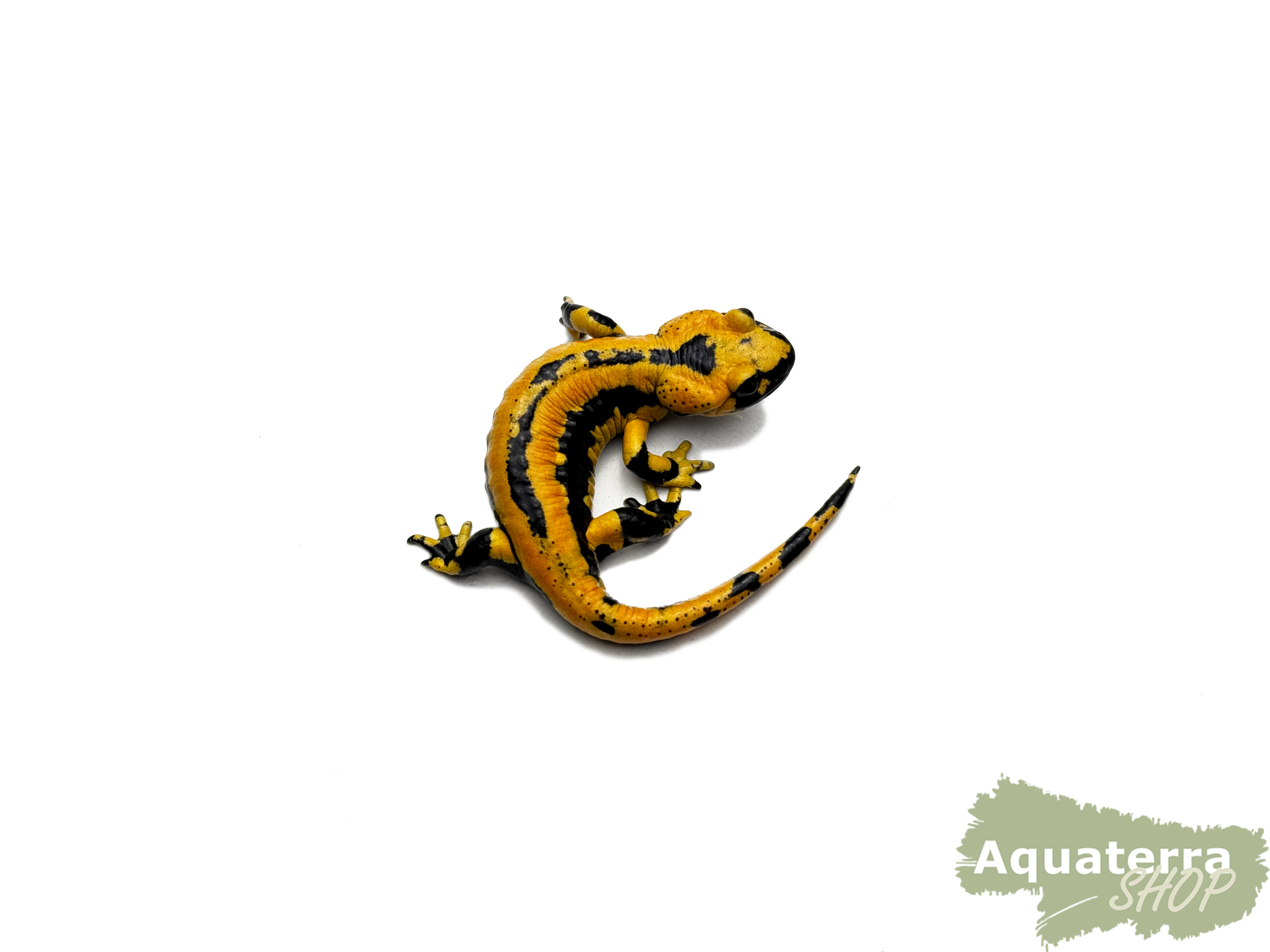 Salamandra s. terrestris, Feuersalamander