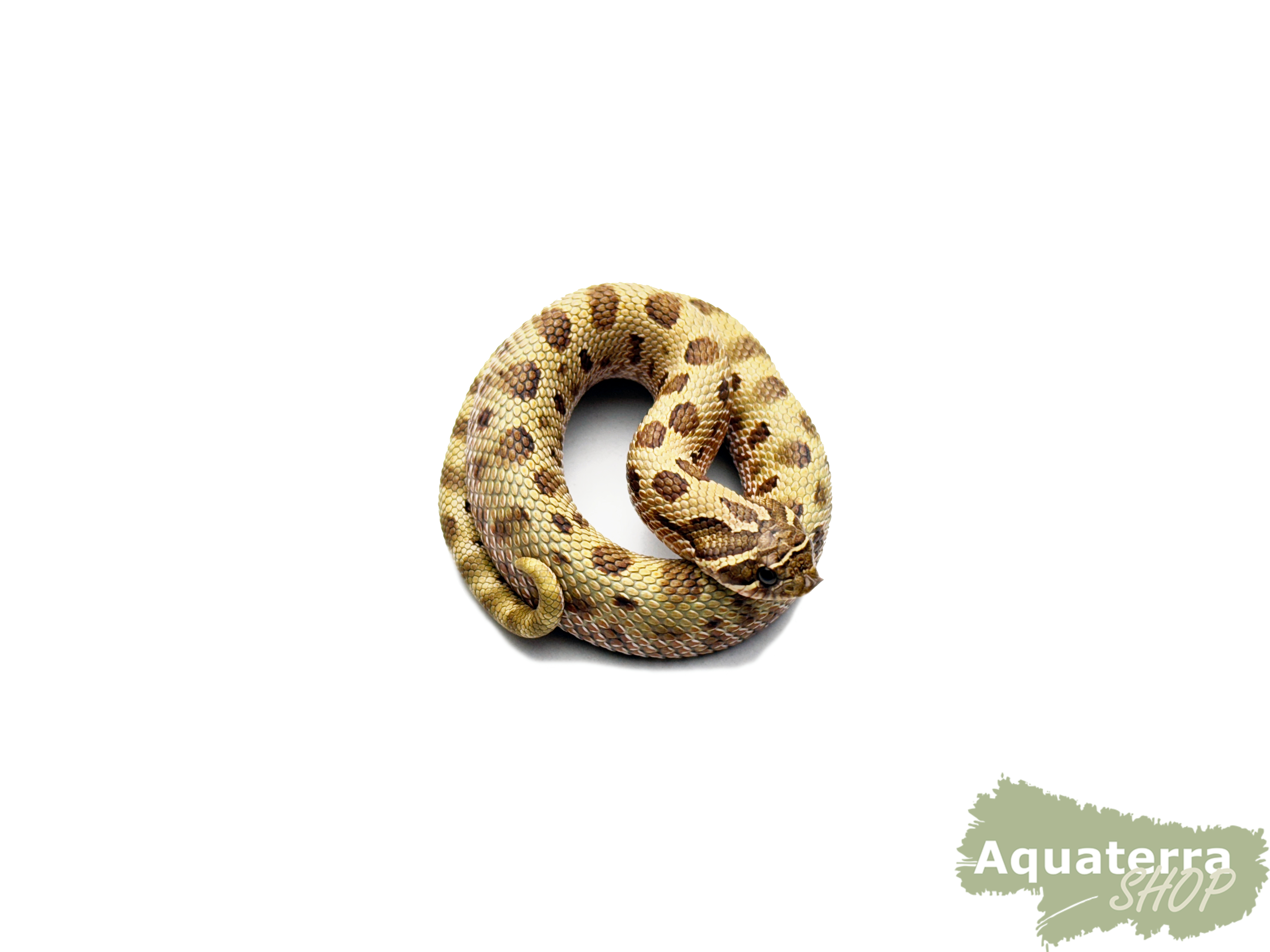 Heterodon nasicus, Westliche Hakennasennatter