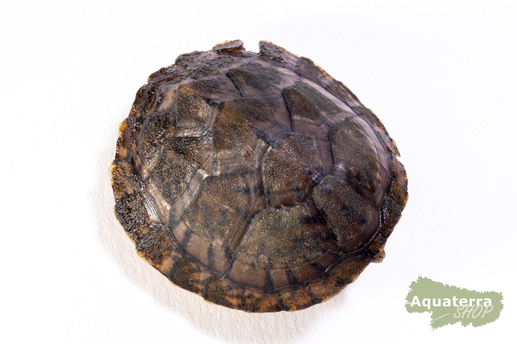 Sternotherus minor minor, Zwerg-Moschusschildkröte