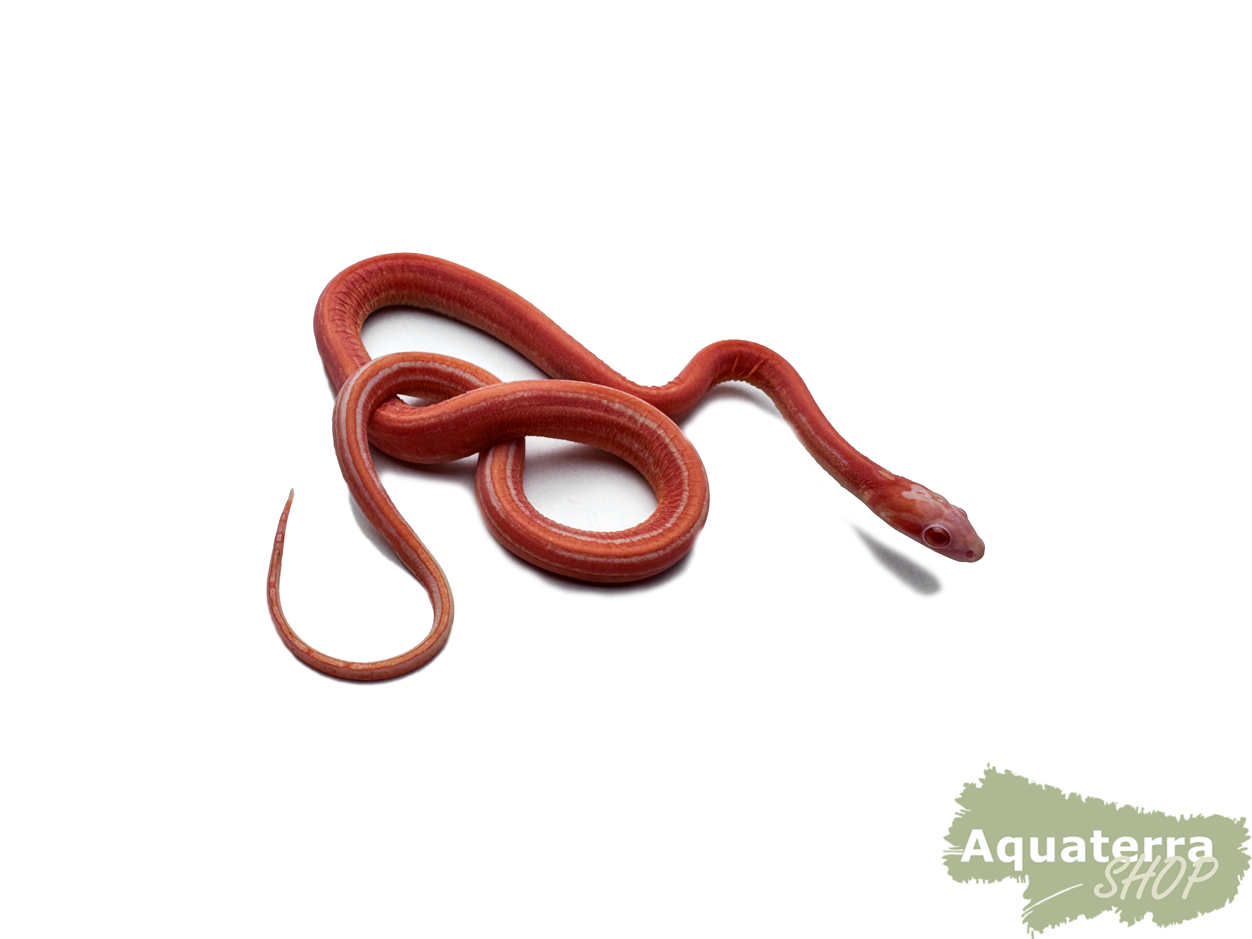 Pantherophis guttatus, Kornnatter