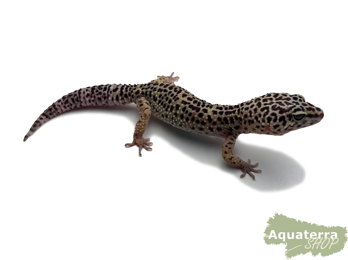Eublepharis macularius, Leopardgecko