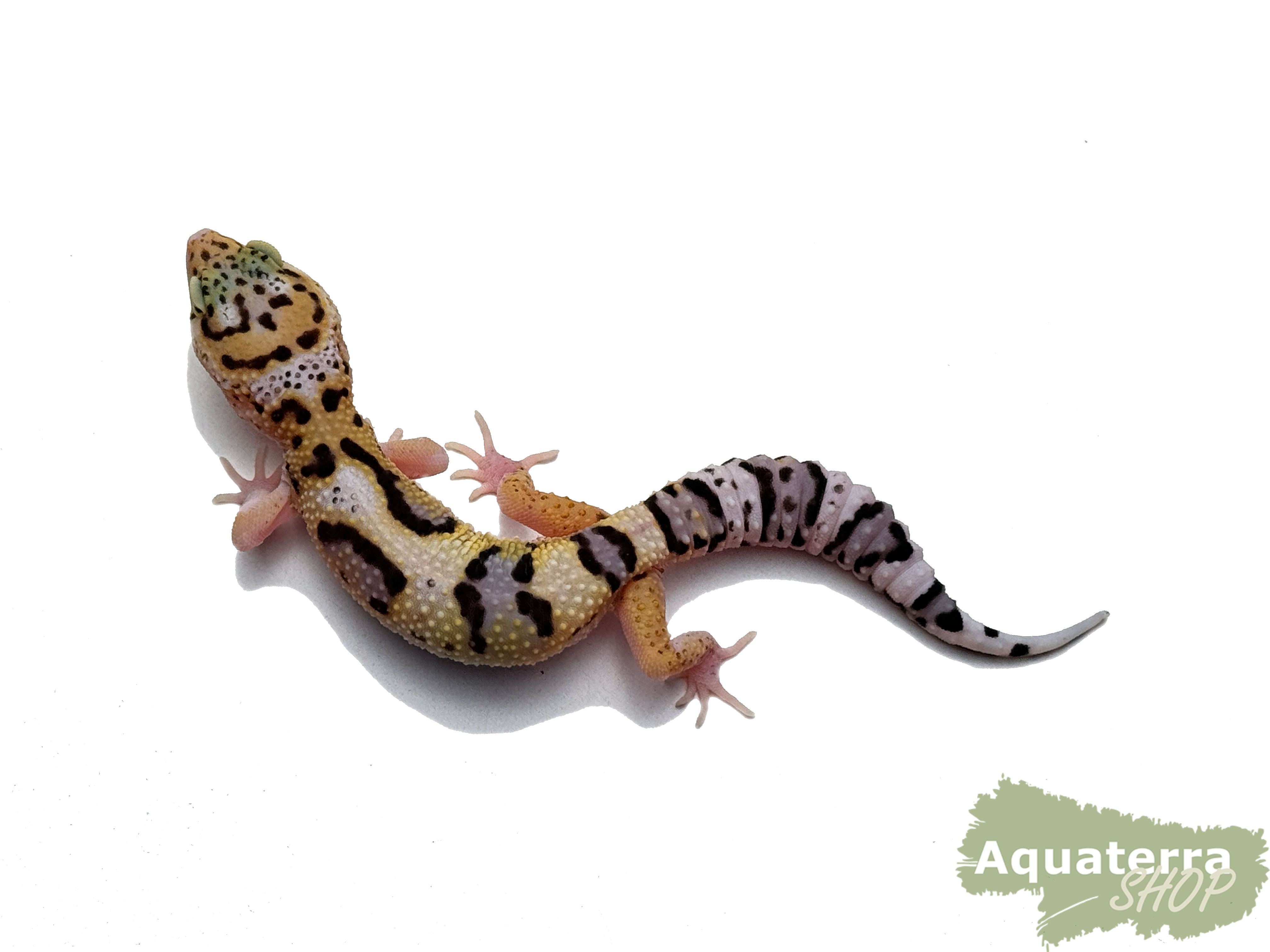Eublepharis macularius, Leopardgecko