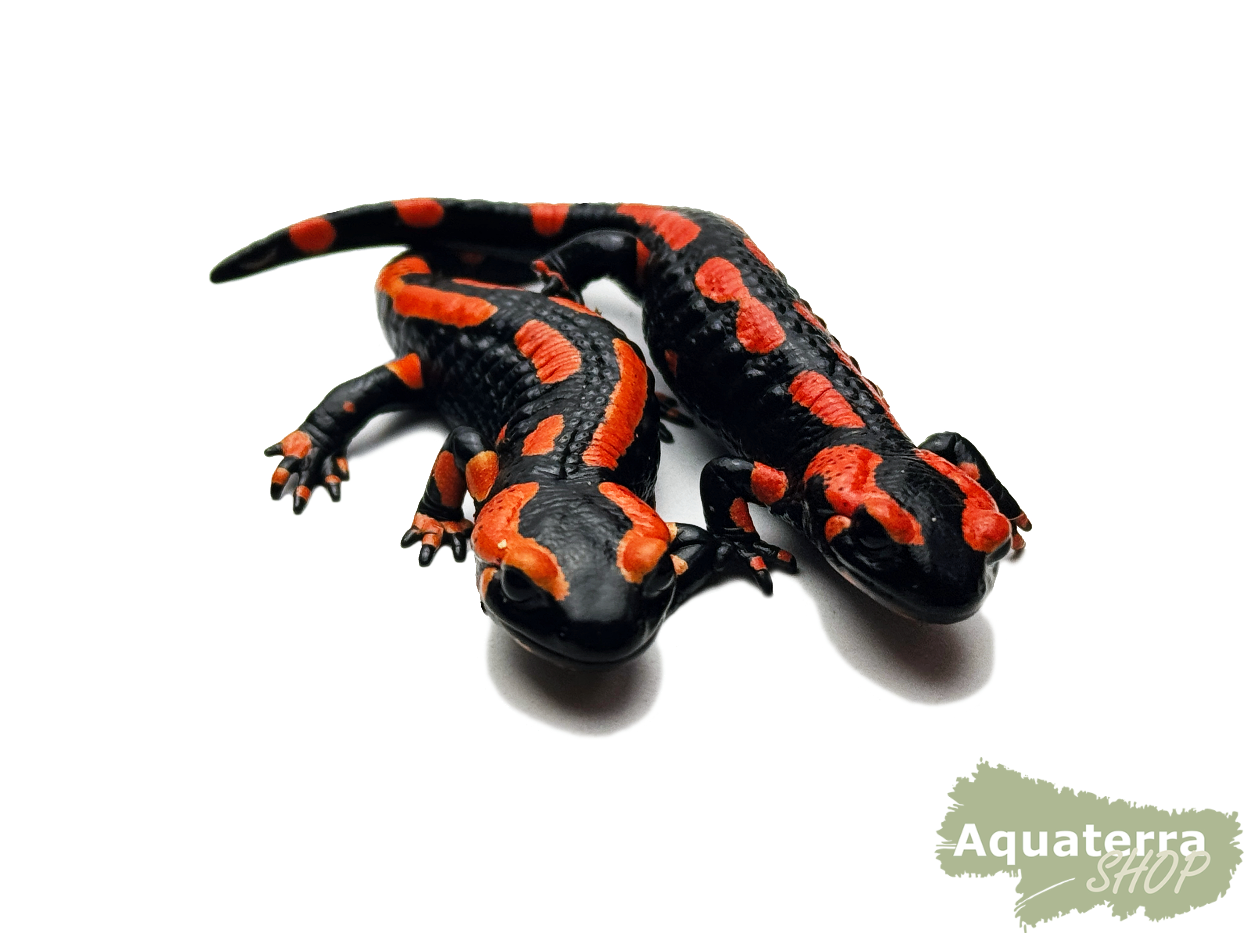 Salamandra s. terrestris, Feuersalamander
