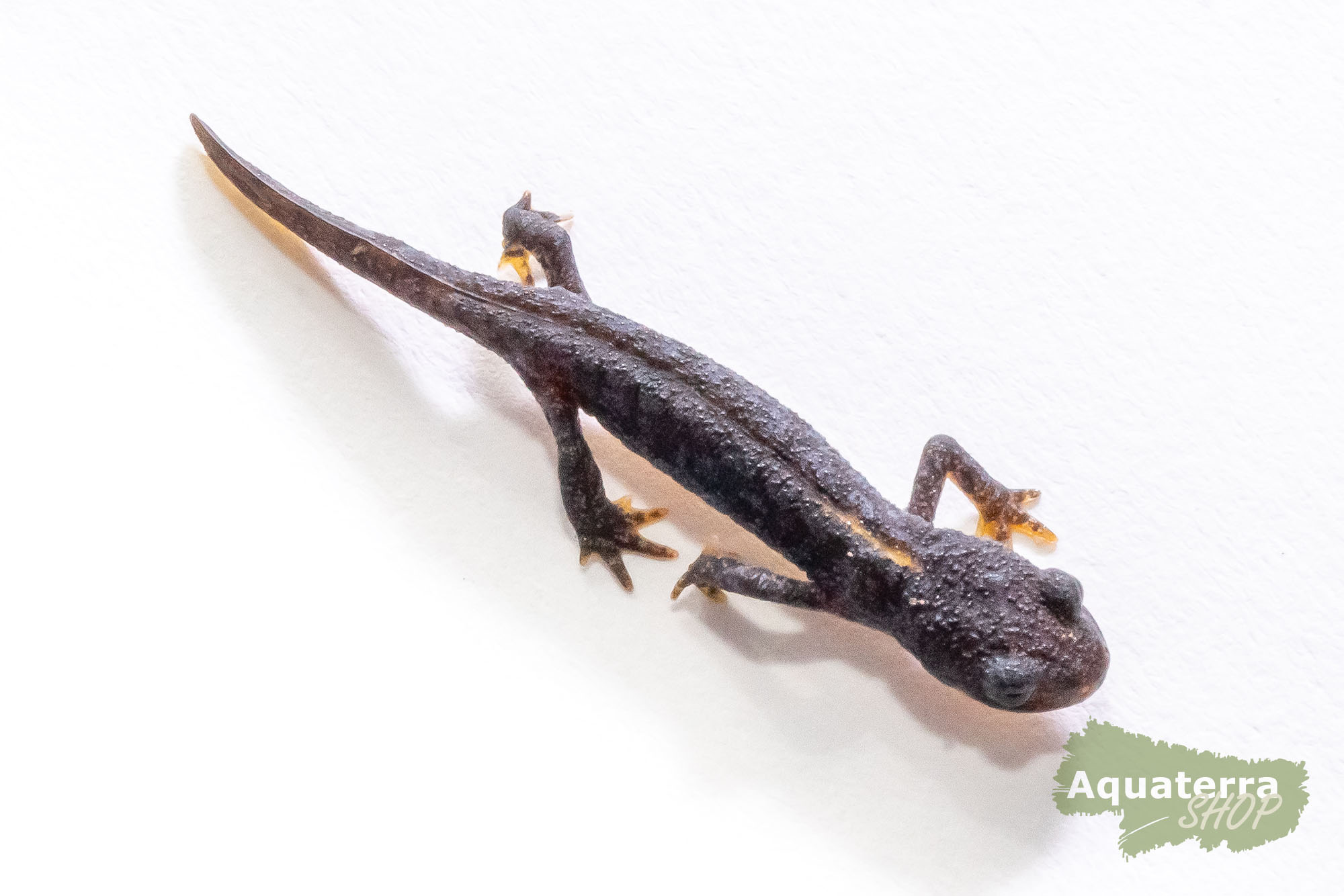 Ichthyosaura alpestris, Bergmolch