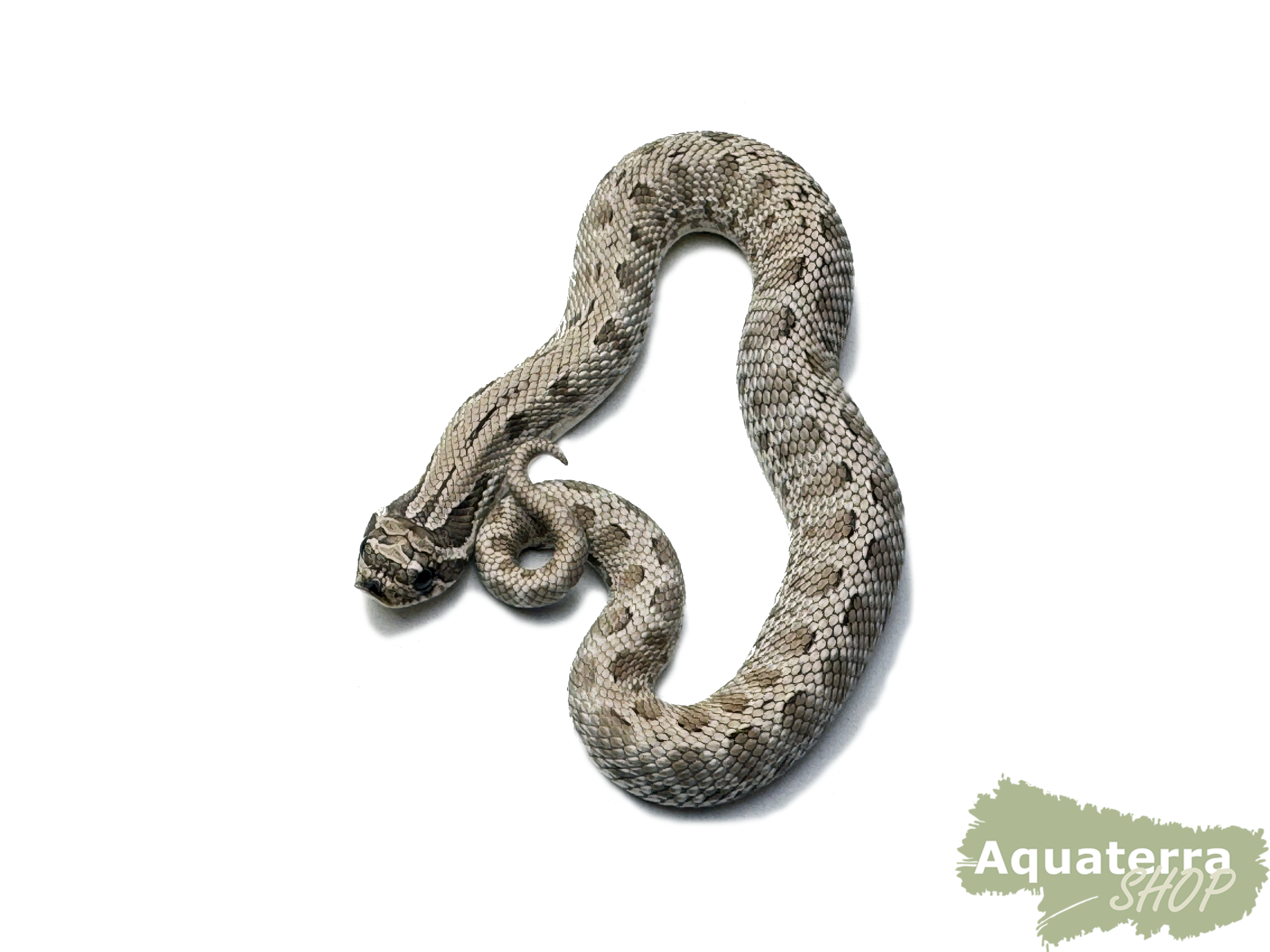 Heterodon nasicus, Westliche Hakennasennatter