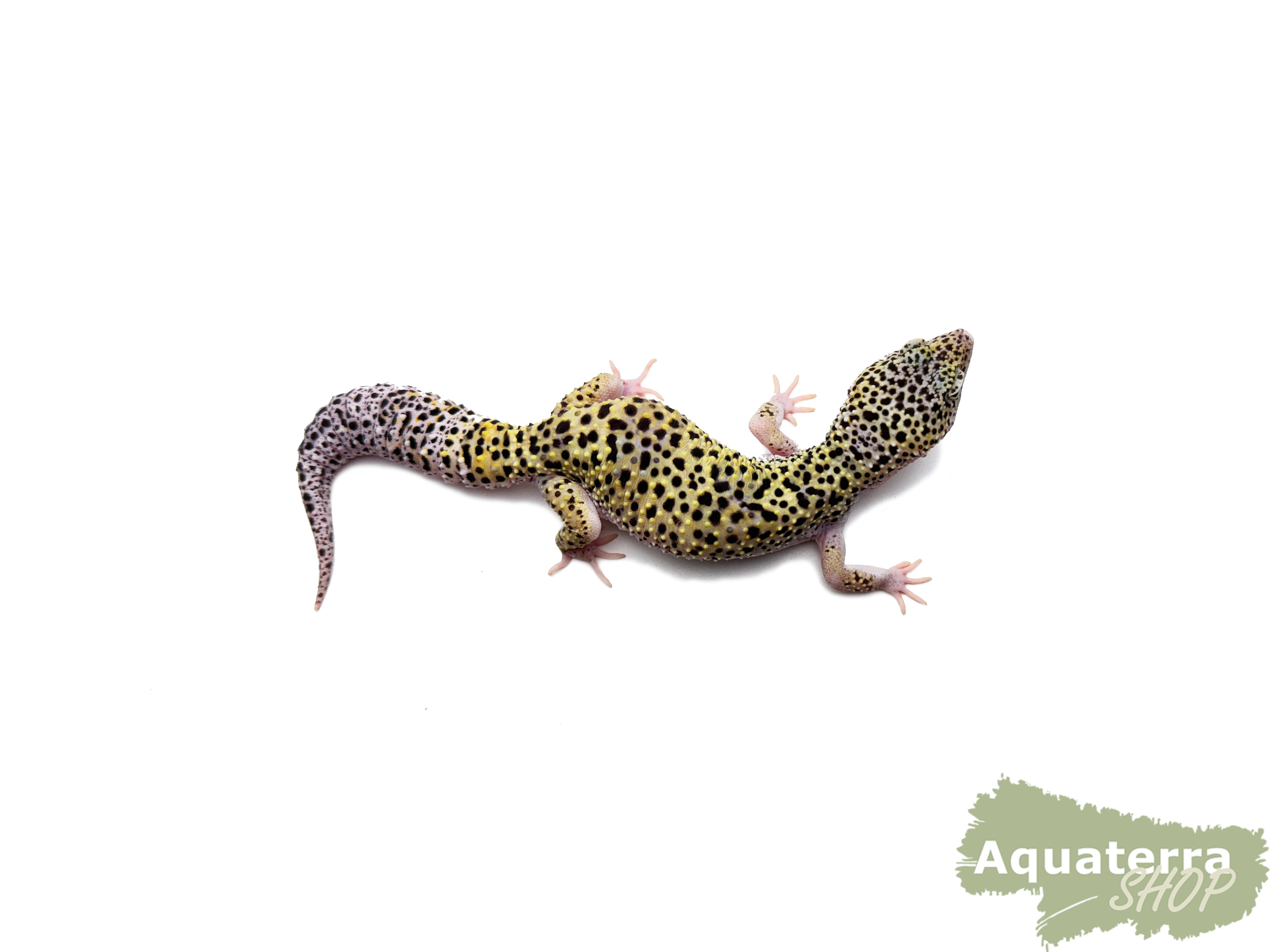 Eublepharis macularius, Leopardgecko