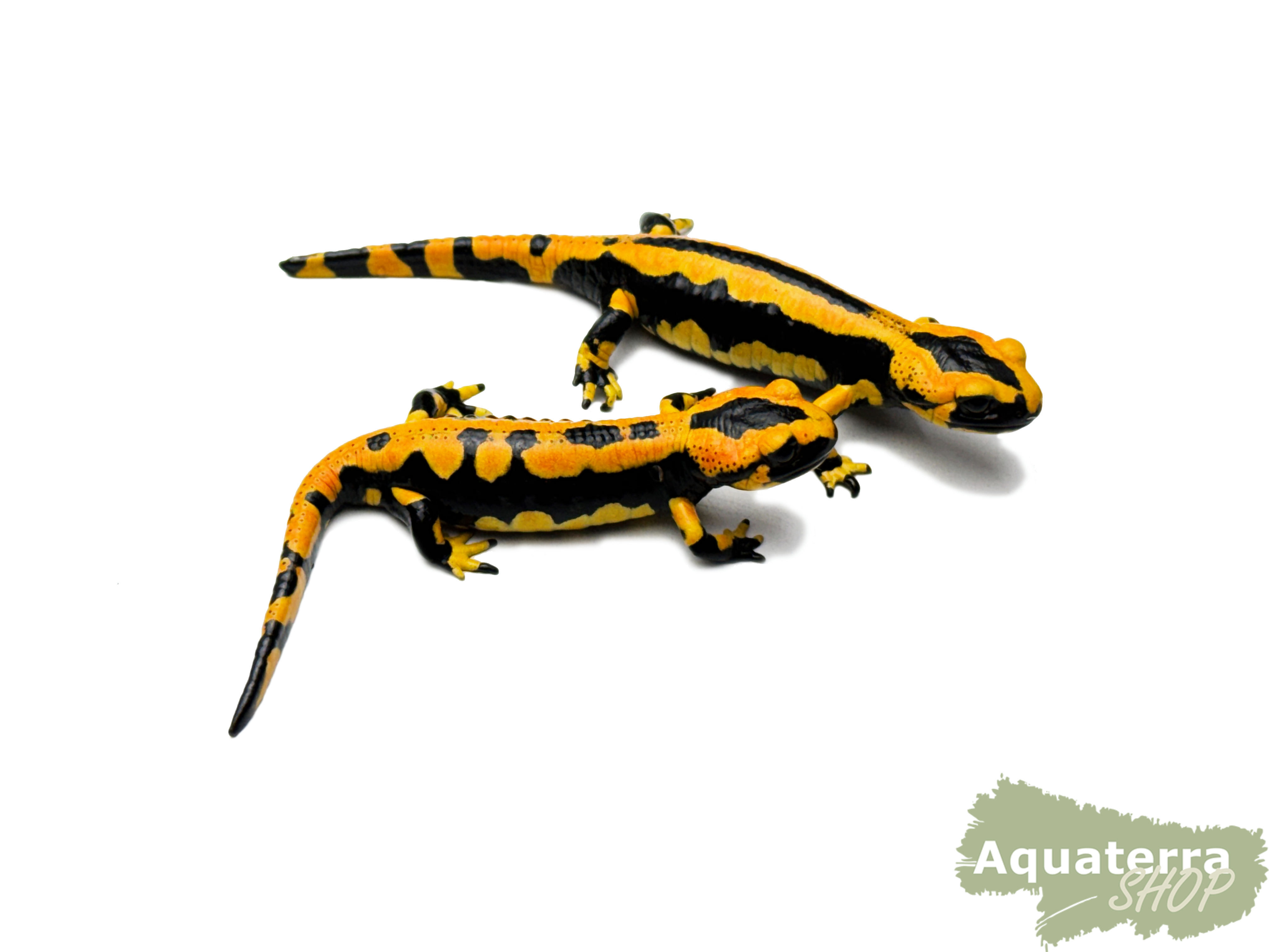 Salamandra s. terrestris, Feuersalamander