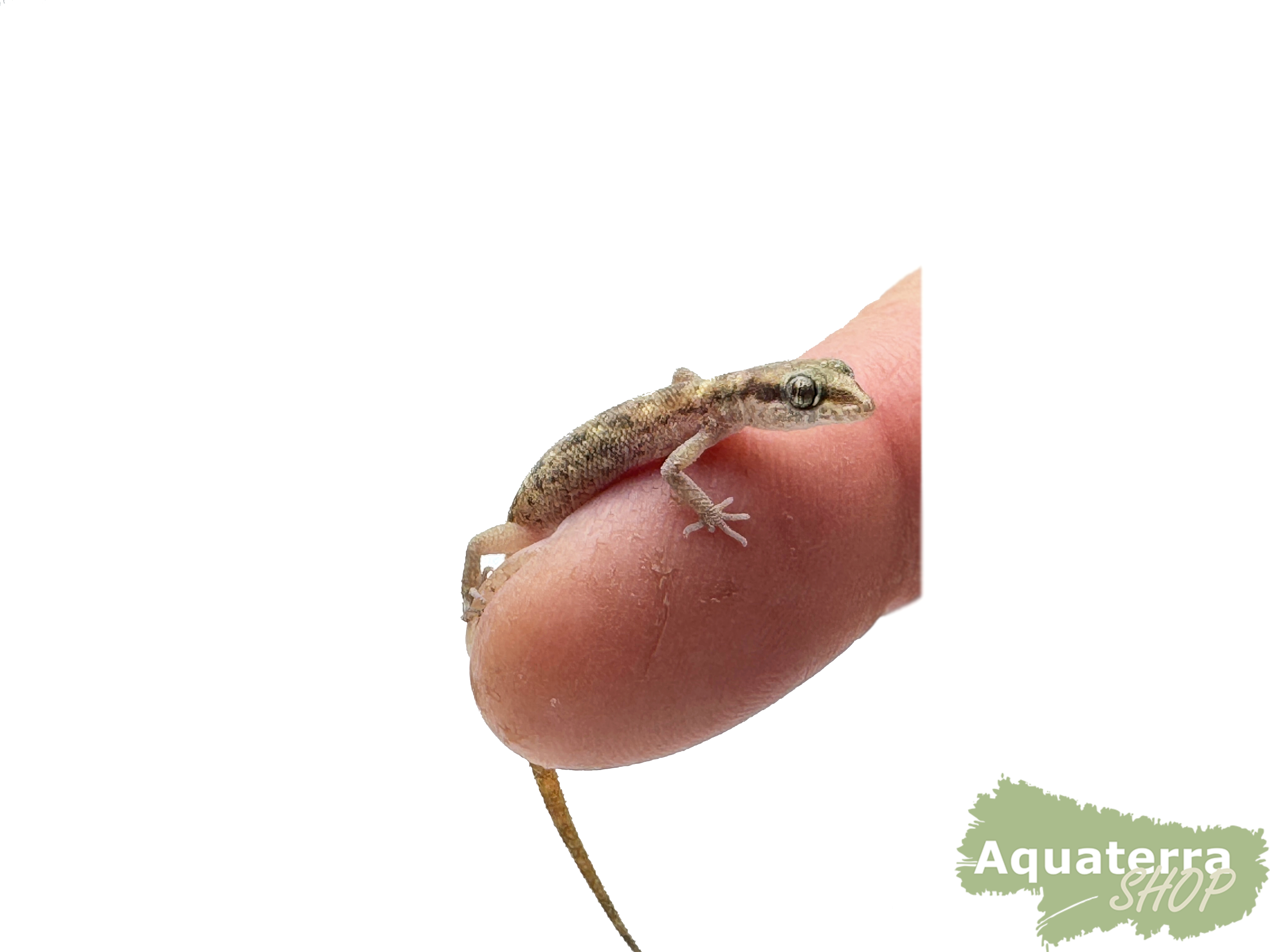 Tropiocolotes steudneri, Zwergwüstengeckos