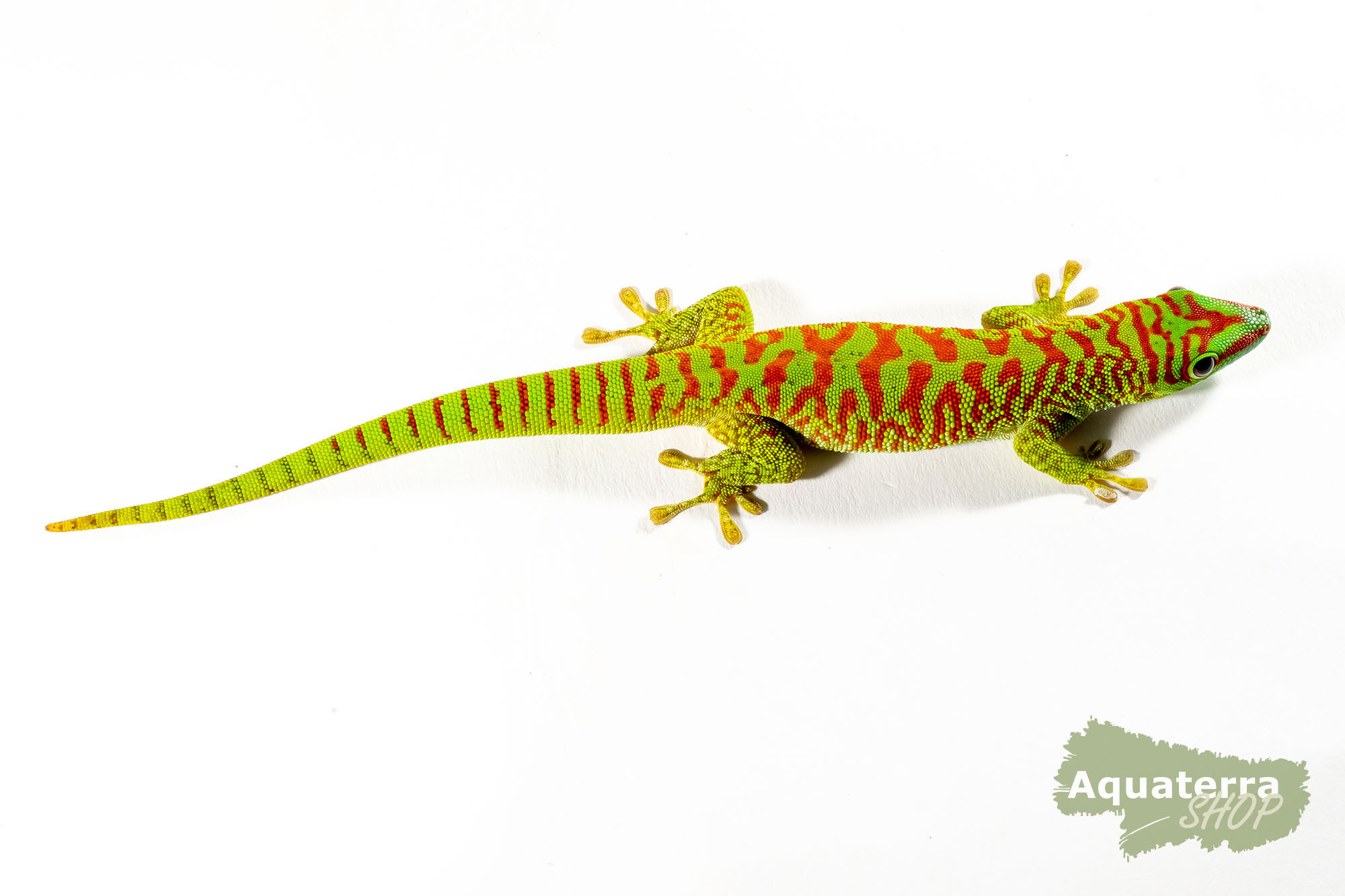 Phelsuma grandis, großer Madagaskar Taggecko