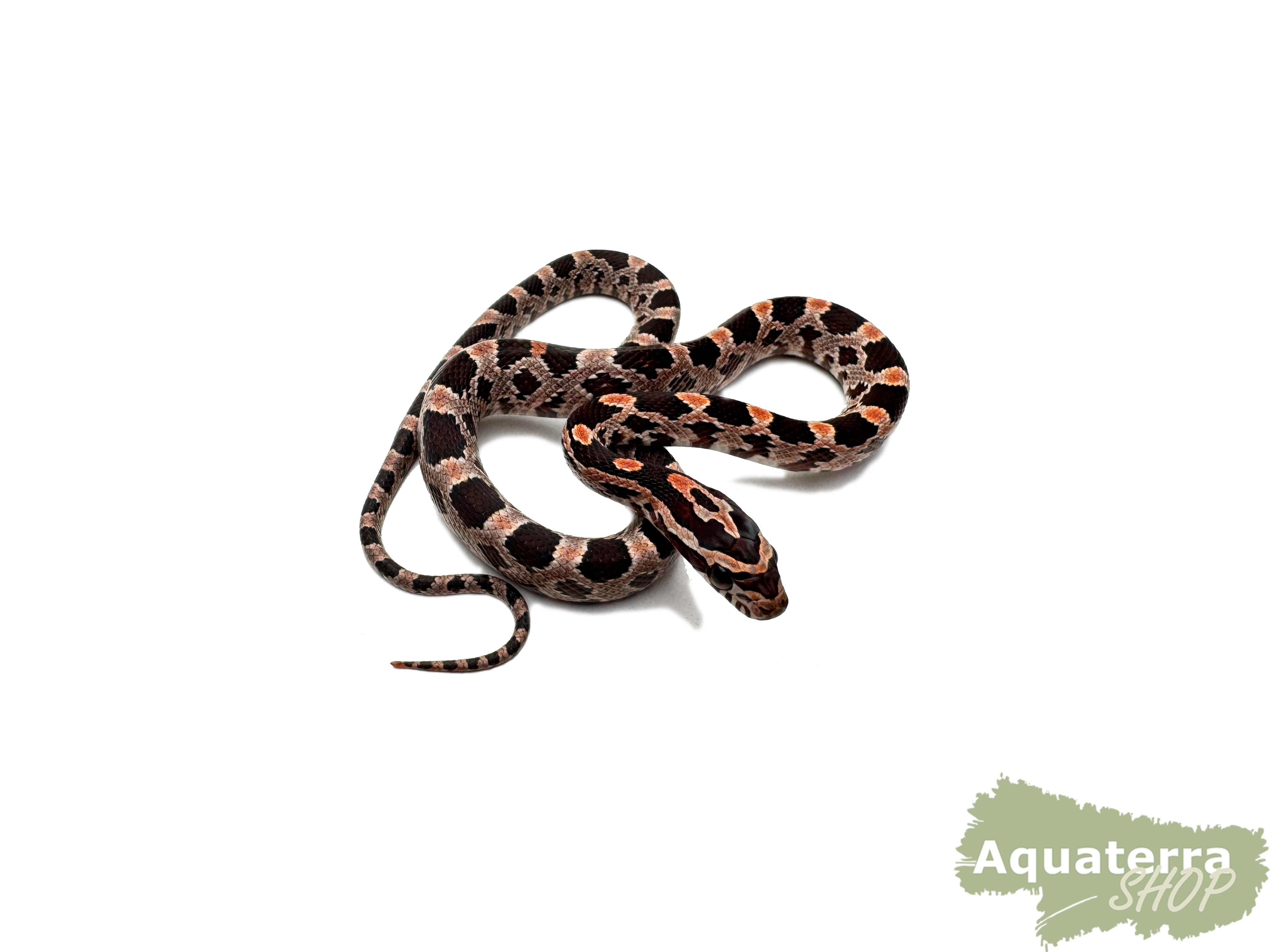 Pantherophis guttatus, Kornnatter Pantherophis guttatus, Kornnatter