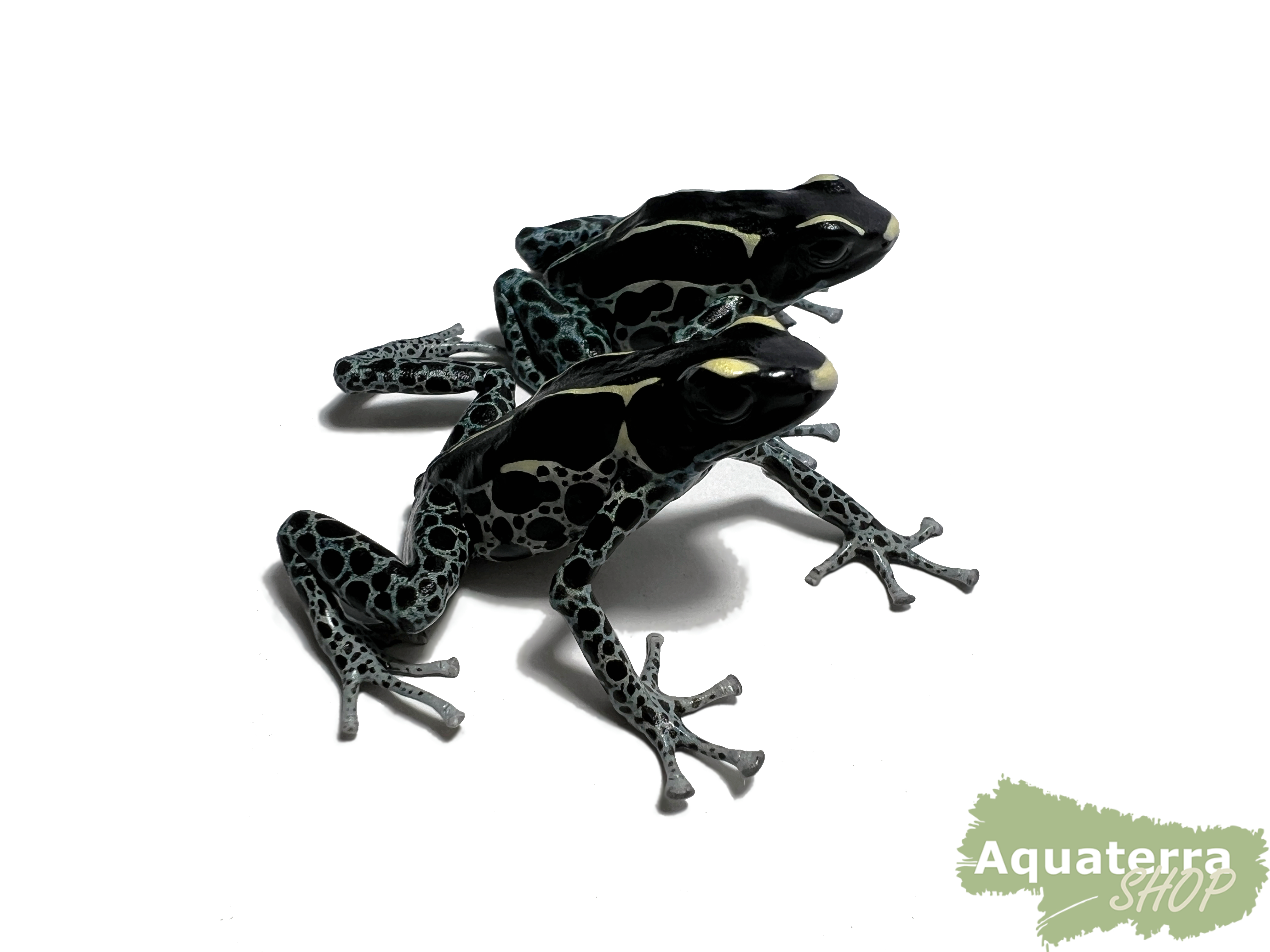 Dendrobates tinctorius, Färberfrosch