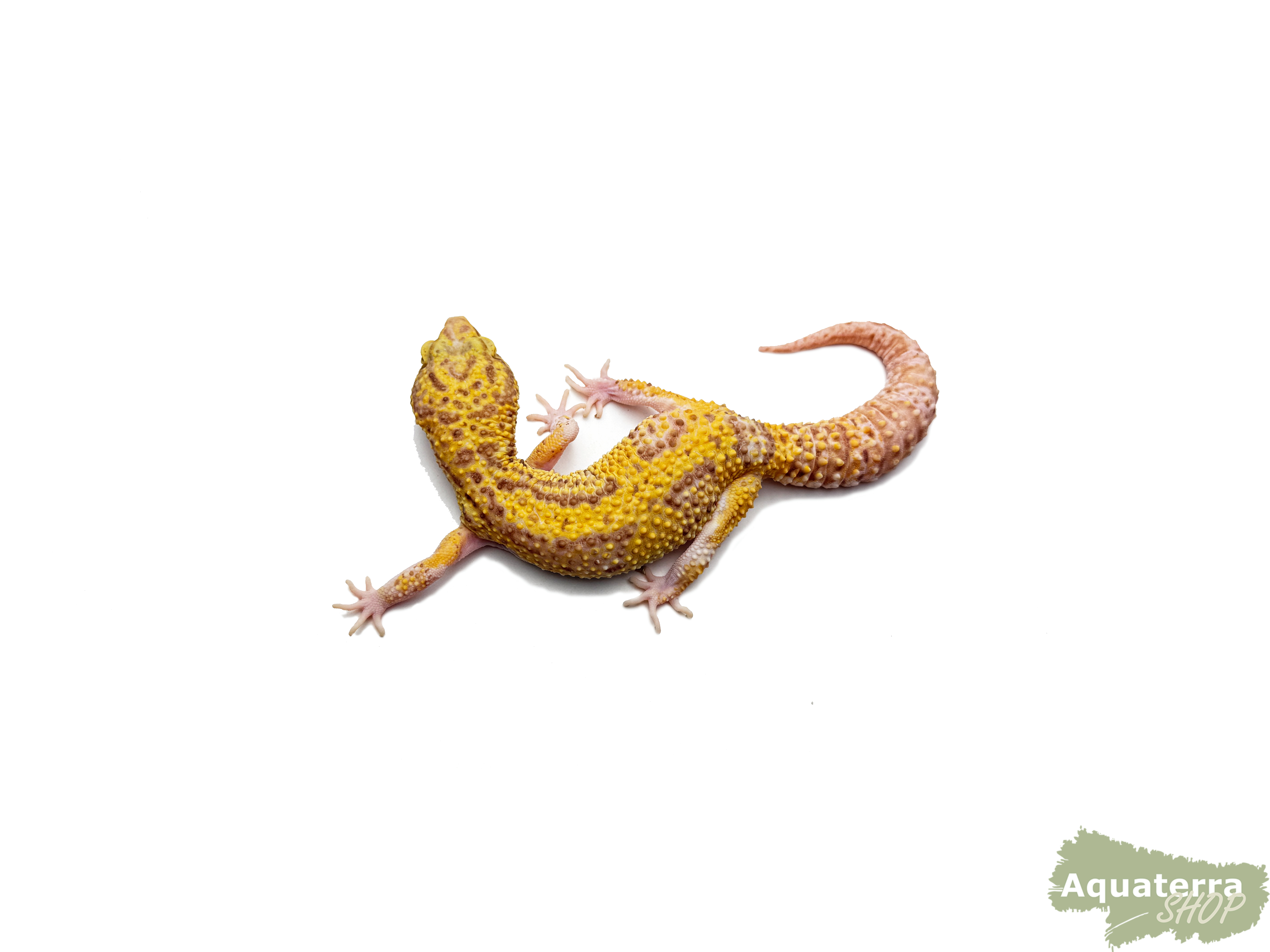Eublepharis macularius, Leopardgecko