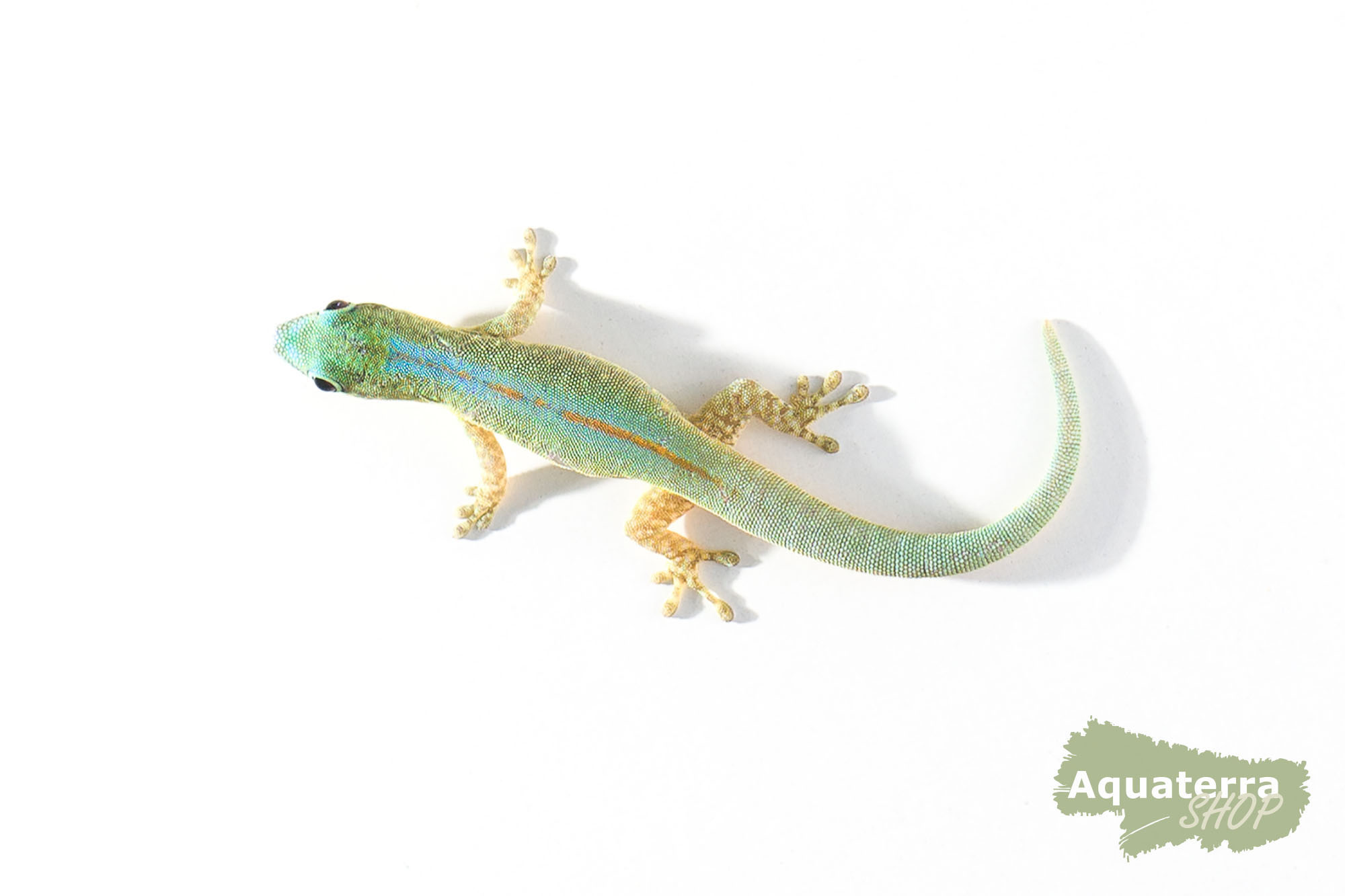 Phelsuma robertmertensi, Robert-Mertens-Taggecko