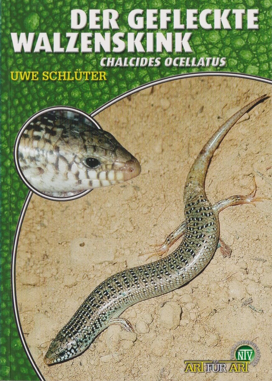 Der Gefleckte Walzenskink, Chalcides ocellatus