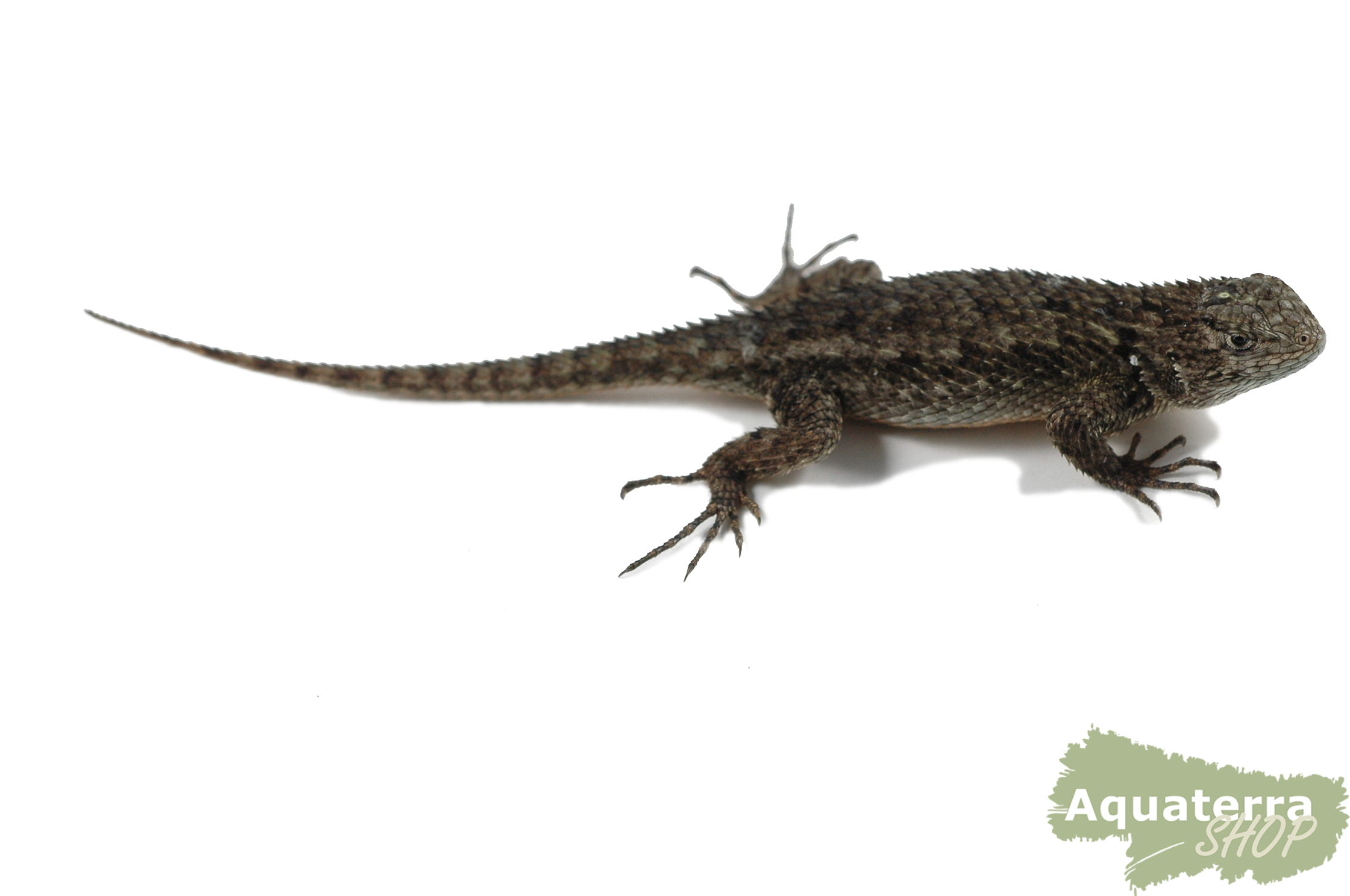 Sceloporus malachiticus, Malachit-Stachelleguan