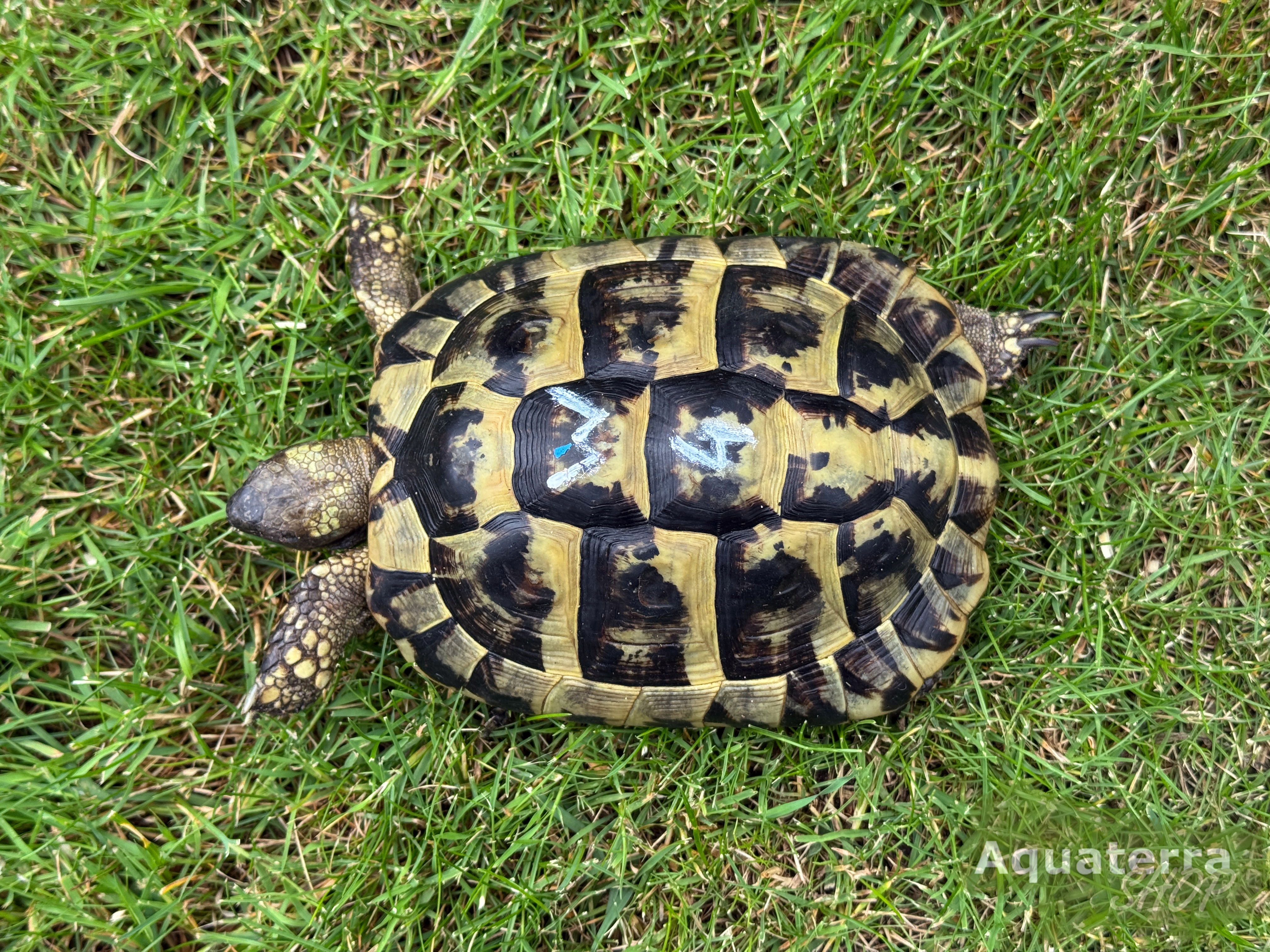 Testudo h. boettgeri, europäische Landschildkröte (Ostrasse)