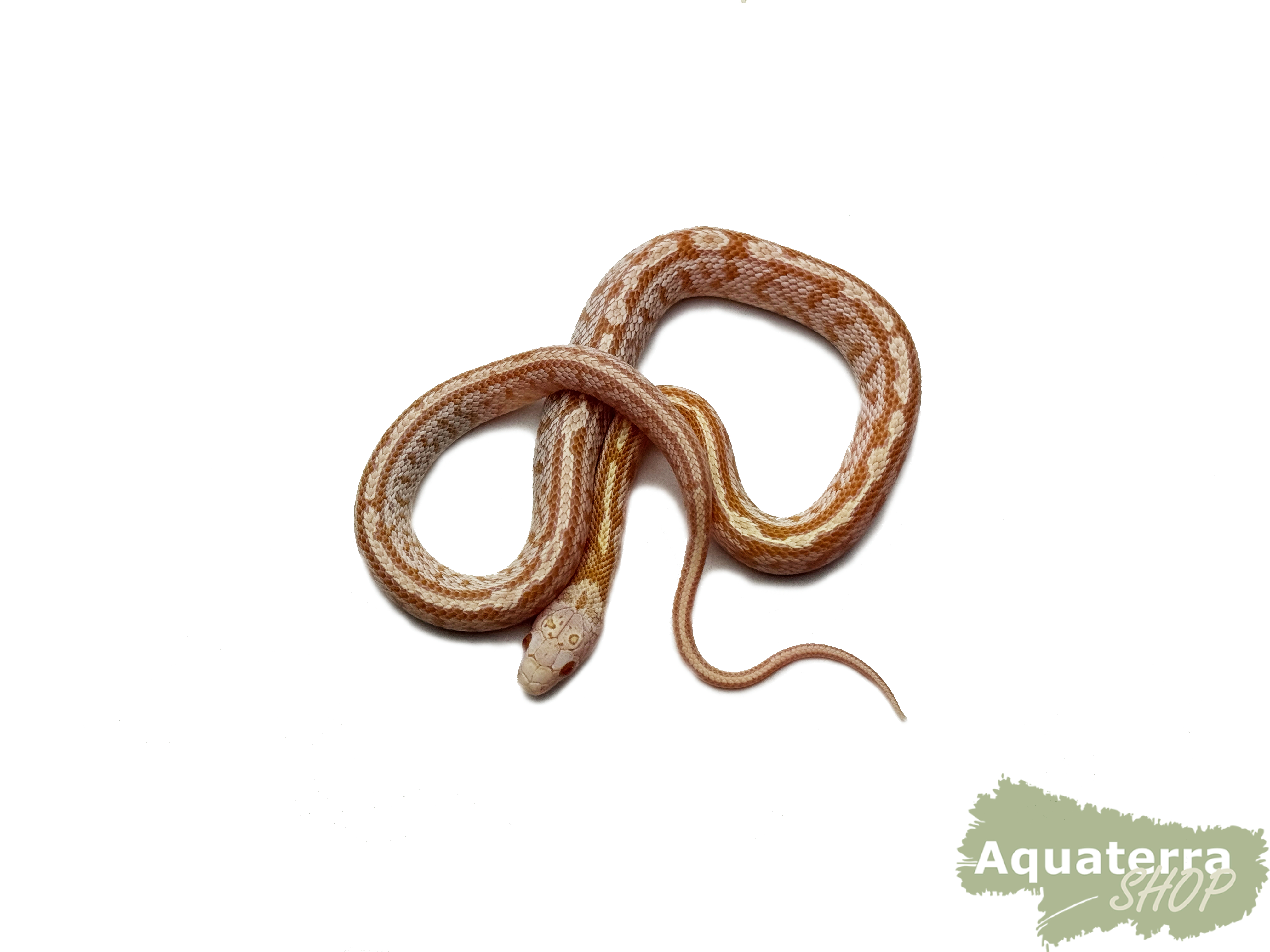 Pantherophis guttatus, Kornnatter