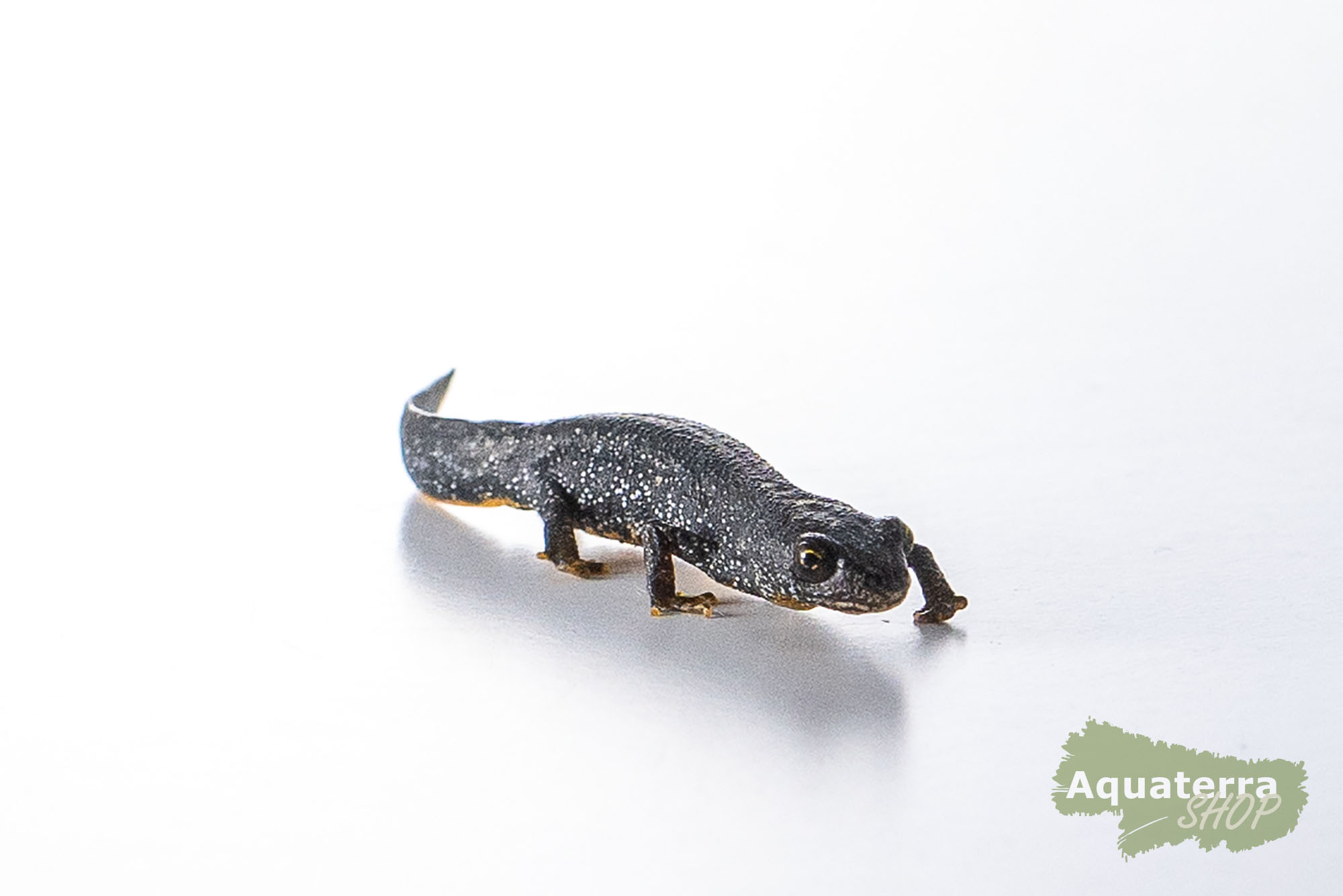 Triturus cristatus, Nördlicher Kammmolch