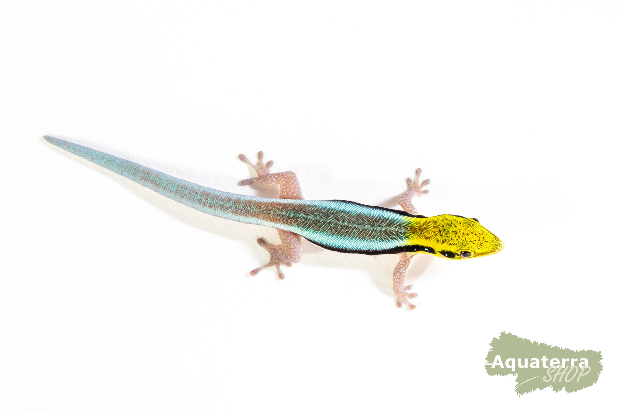 Phelsuma klemmeri, kleiner Bambustaggecko