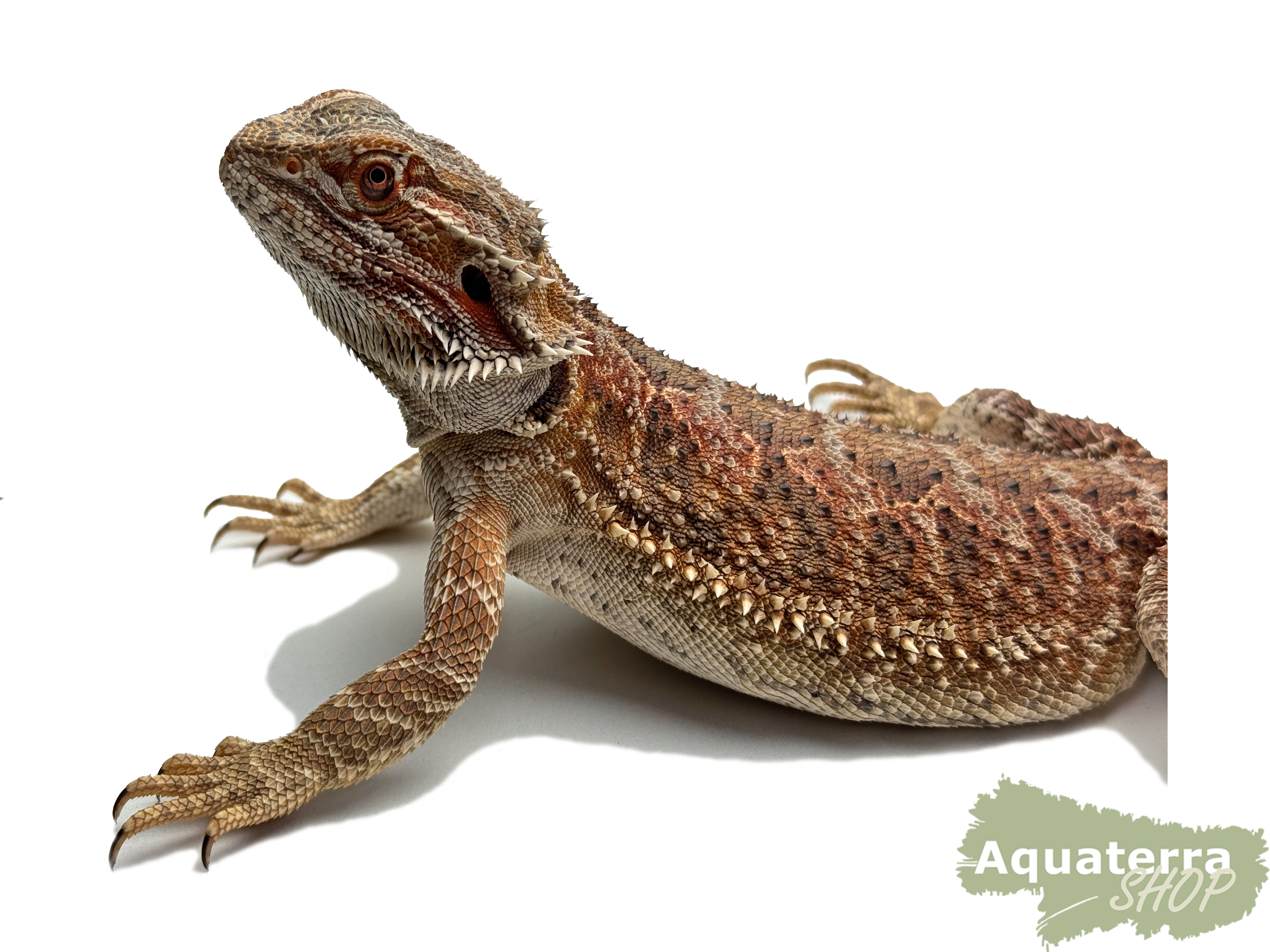 Pogona vitticeps, Bartagame