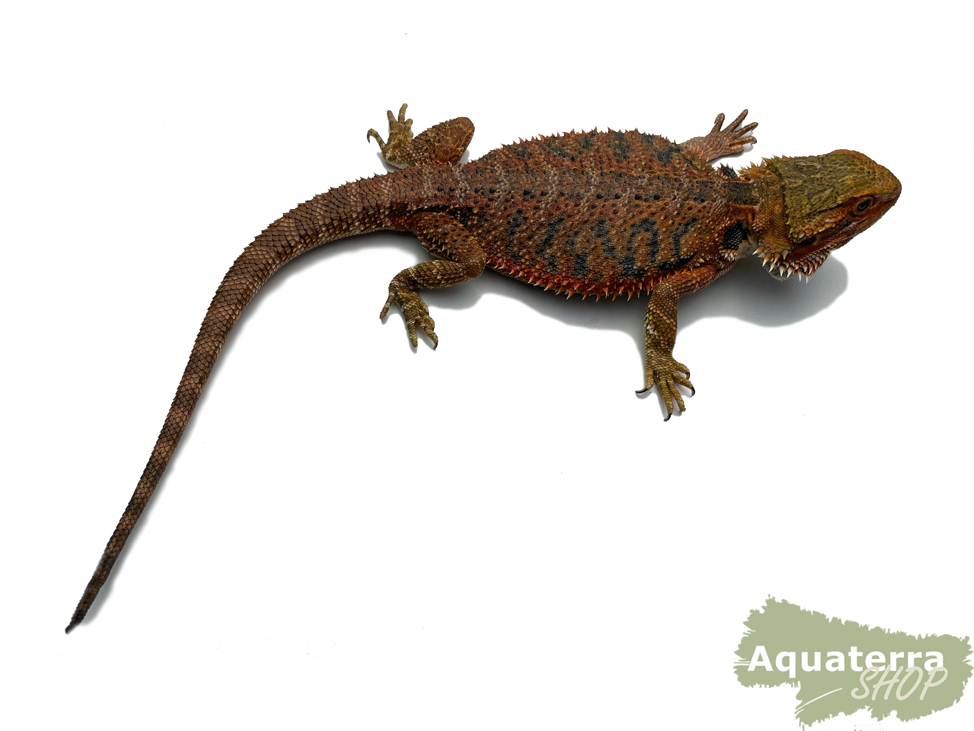 Pogona vitticeps, Bartagame