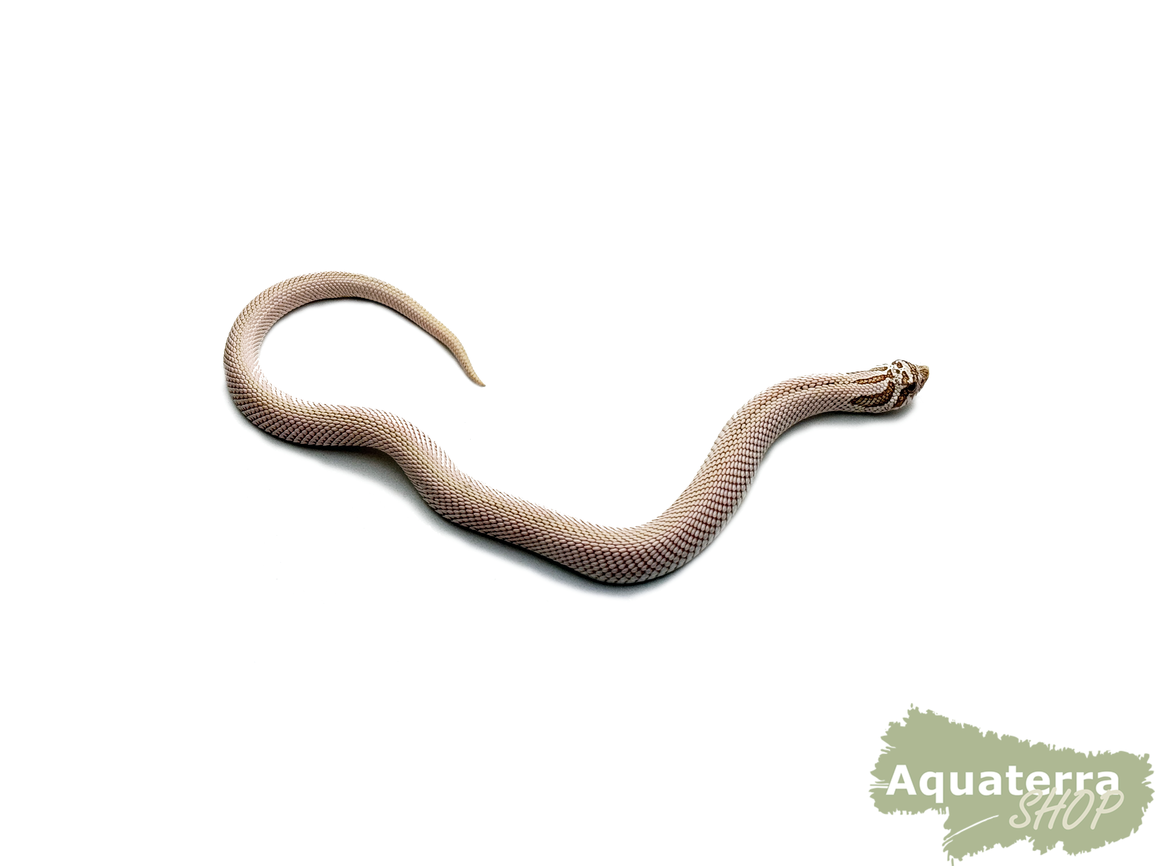 Heterodon nasicus, Westliche Hakennasennatter