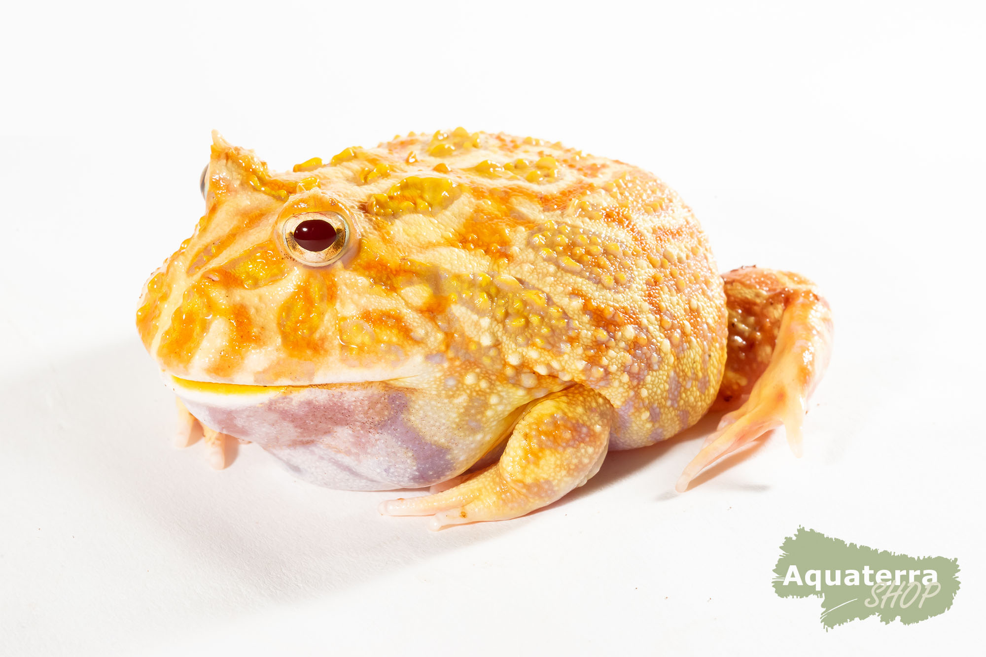 Ceratophrys cranwelli, Schmuckhornfrosch