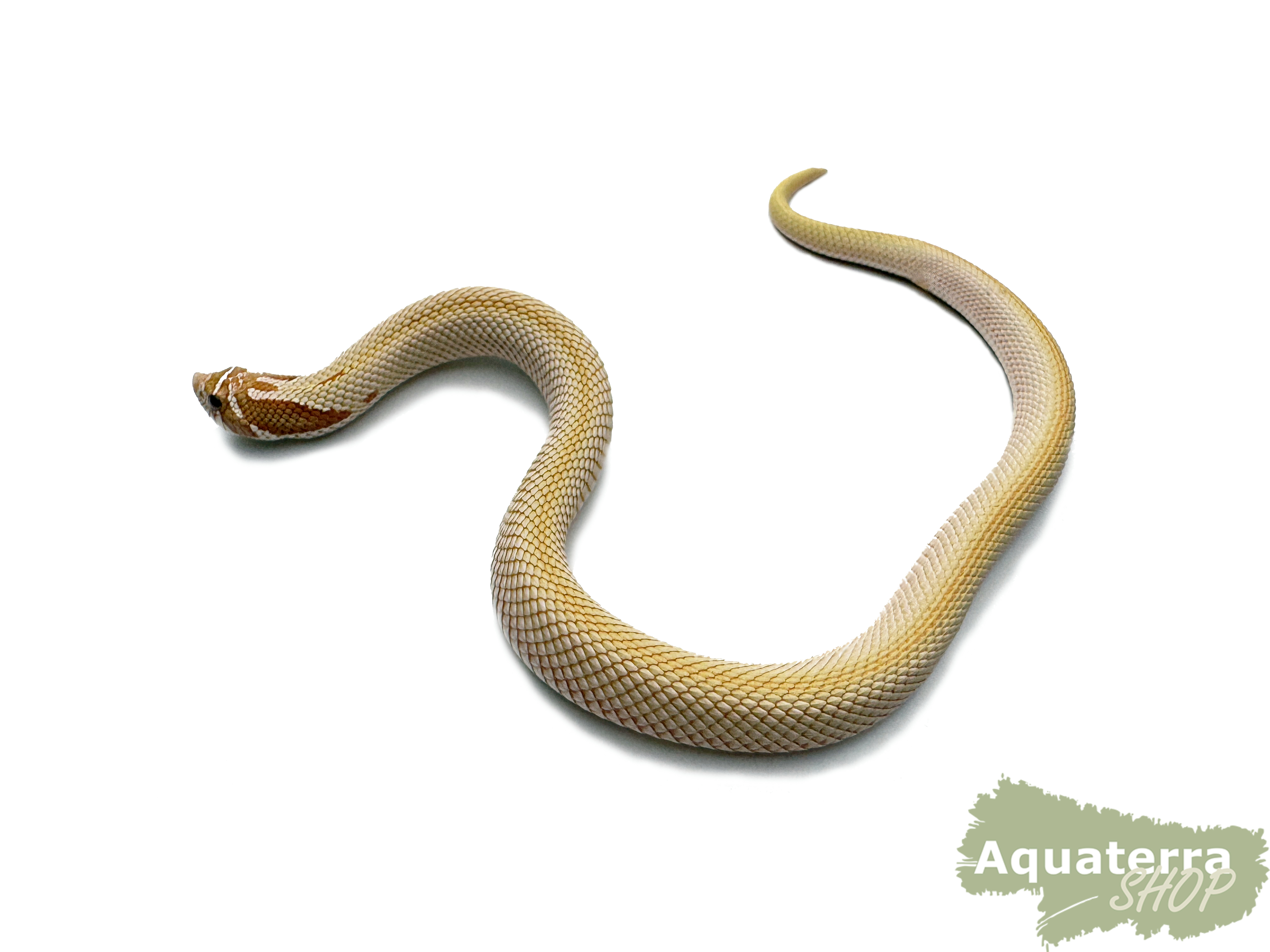 Heterodon nasicus, Westliche Hakennasennatter