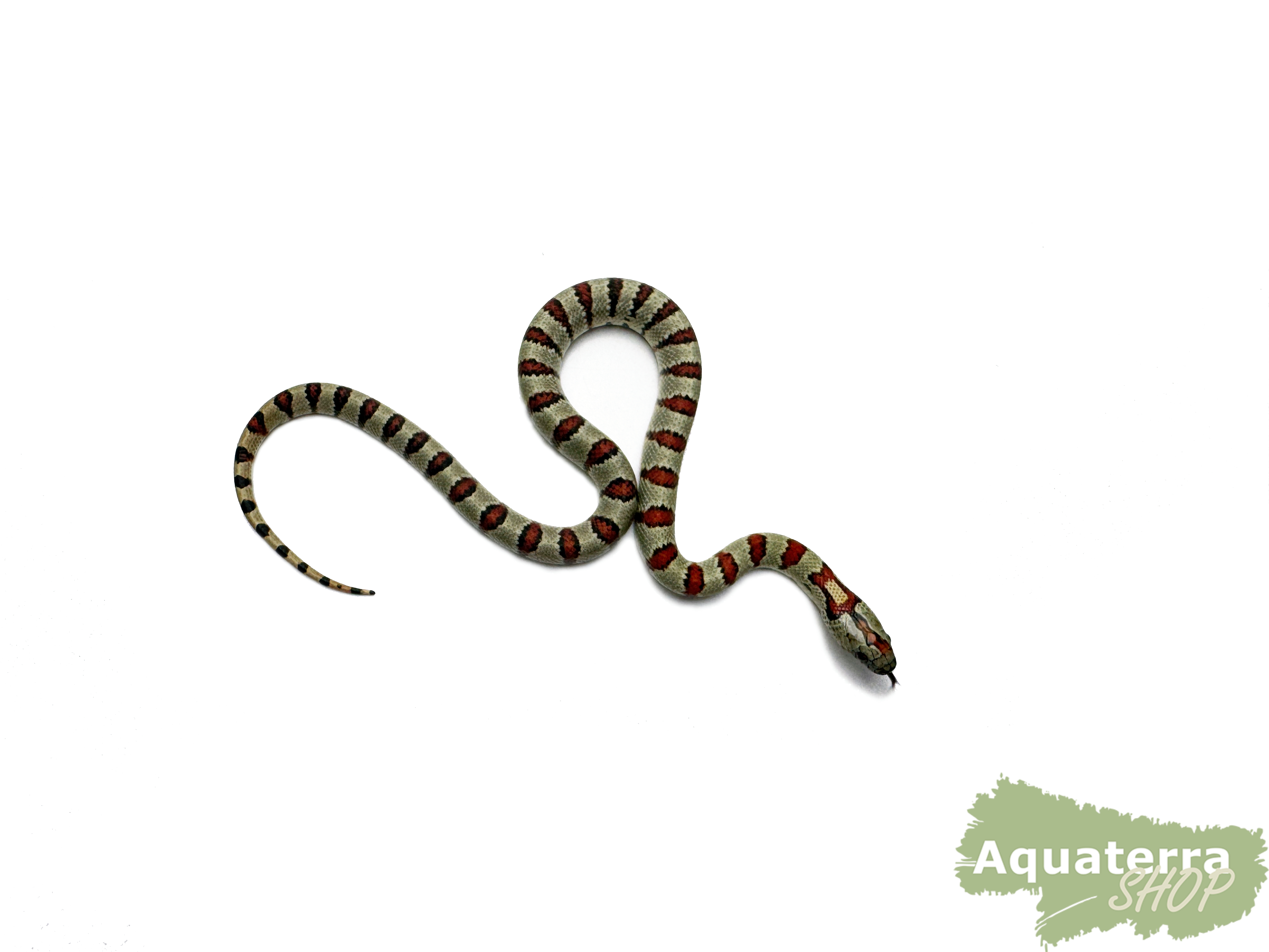 Lampropeltis Leonis, Variable Königsnatter