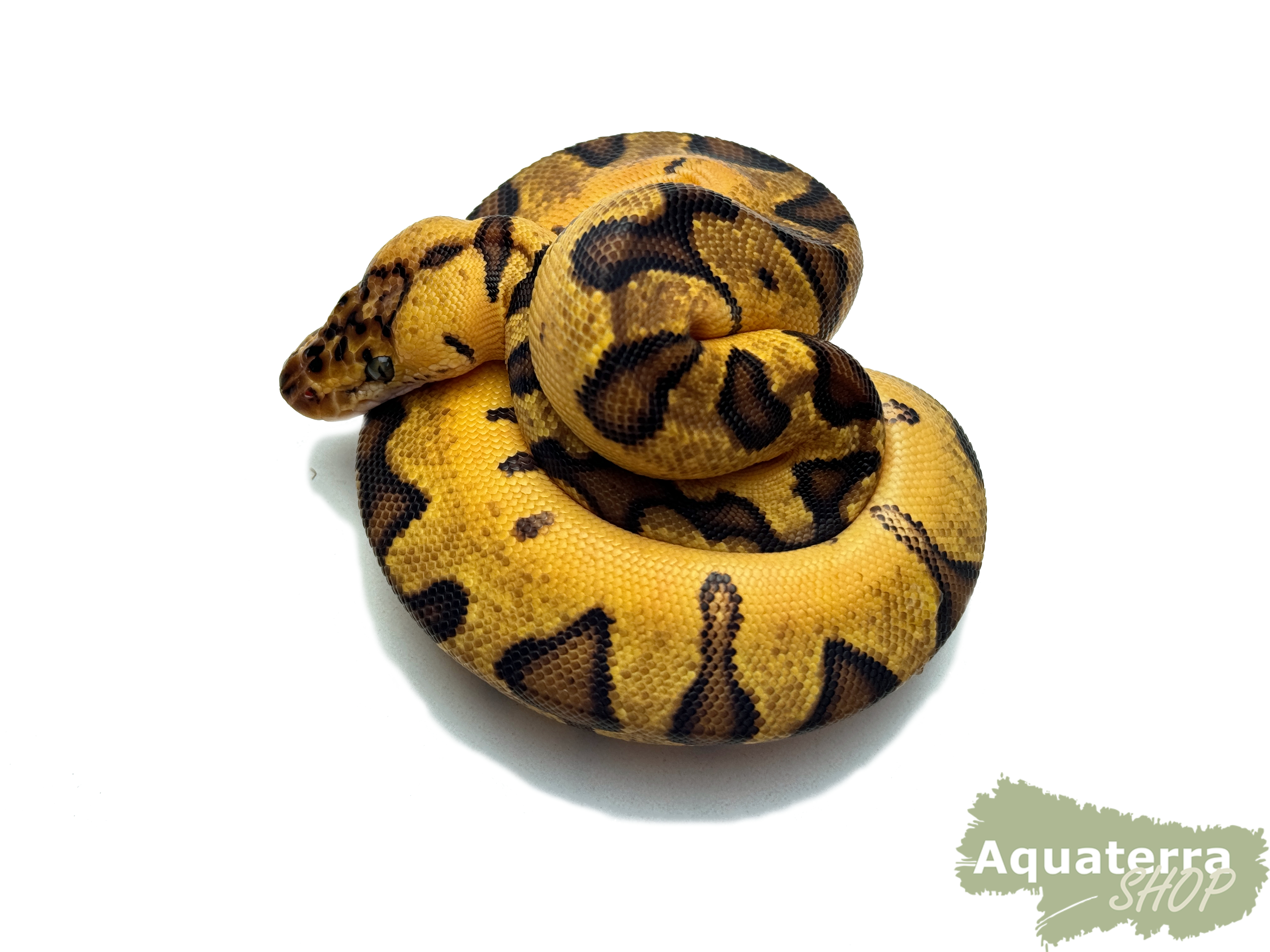 Python regius, Königspython