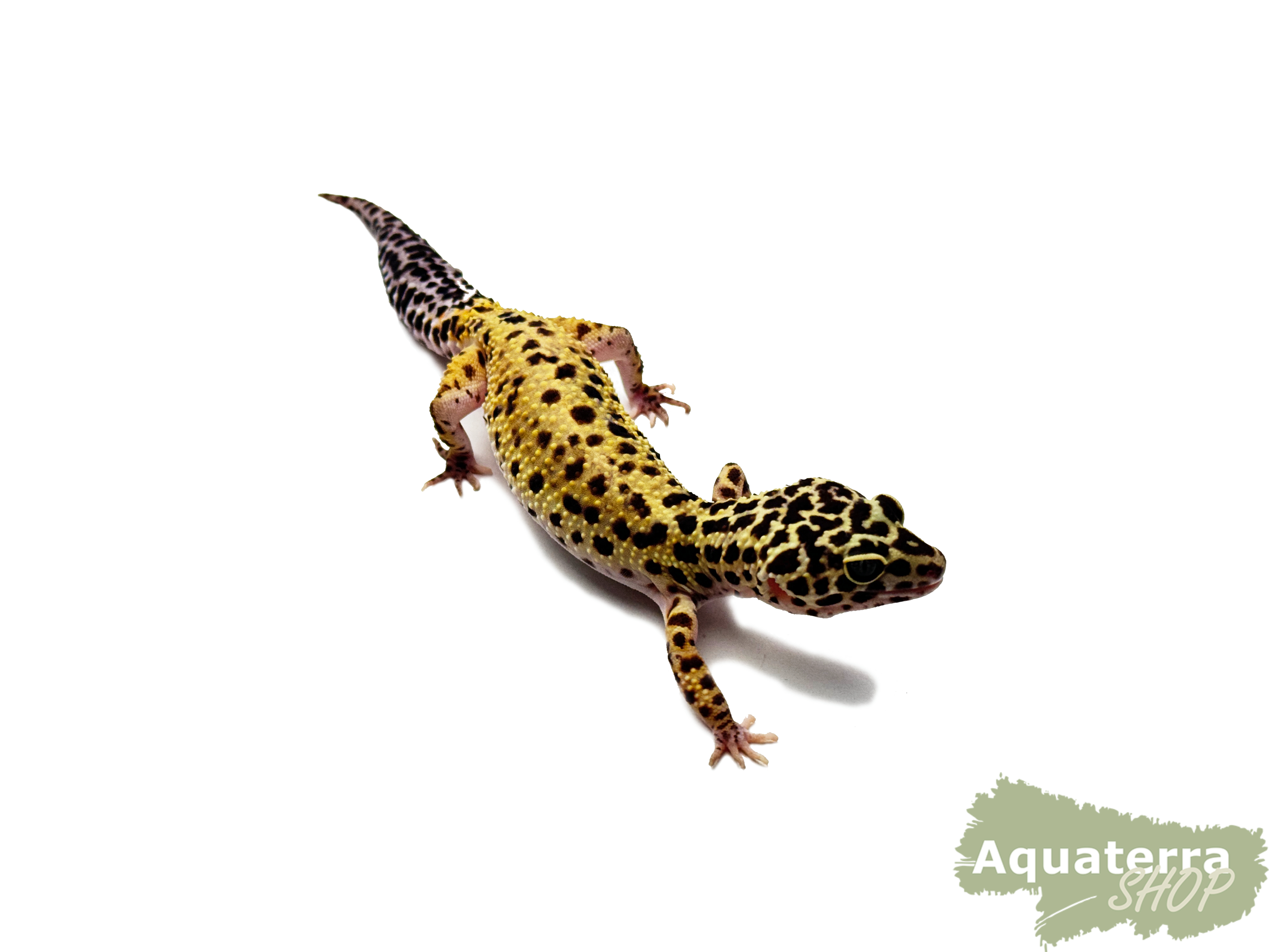 Eublepharis macularius, Leopardgecko