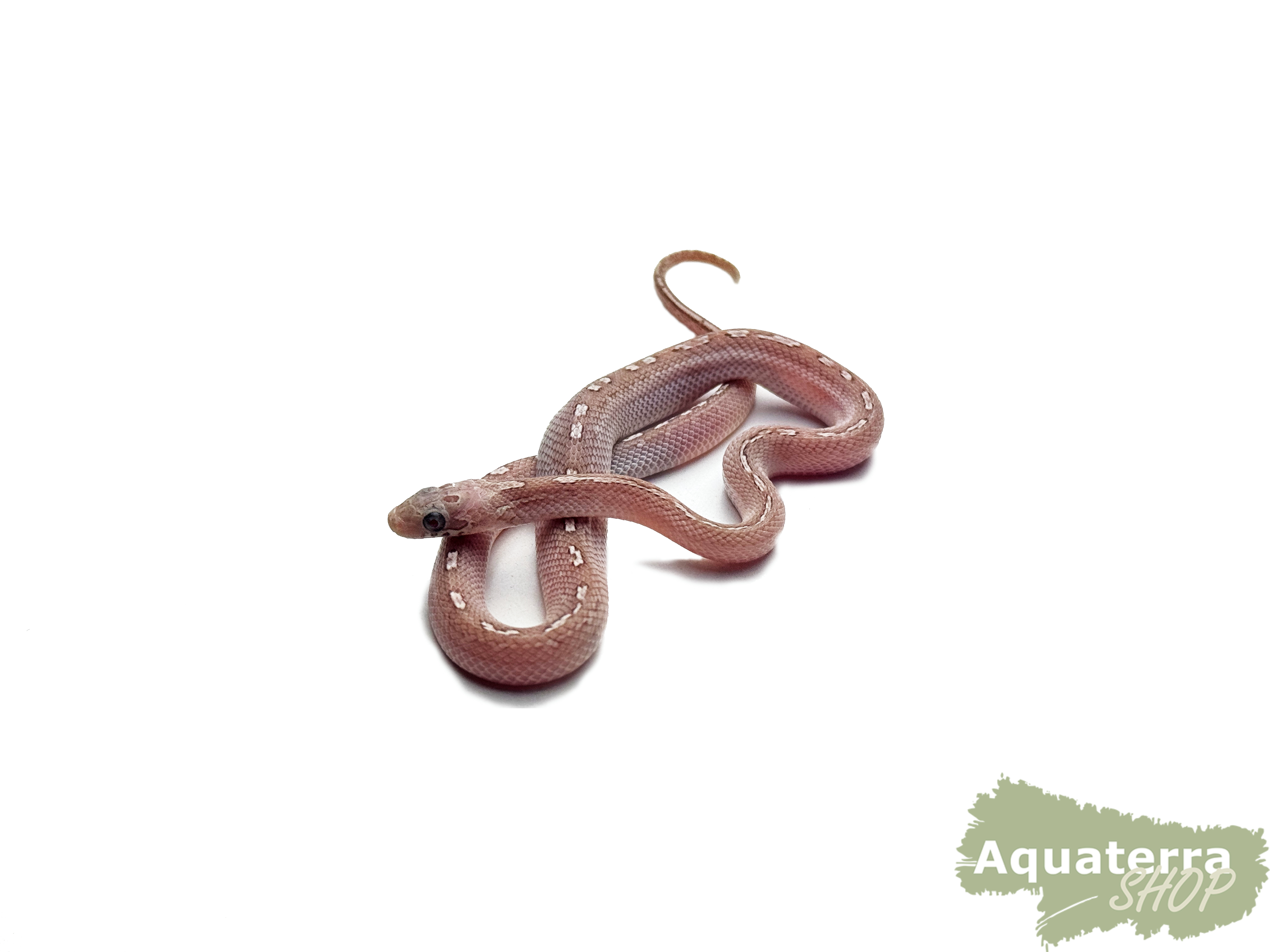 Pantherophis guttatus, Kornnatter