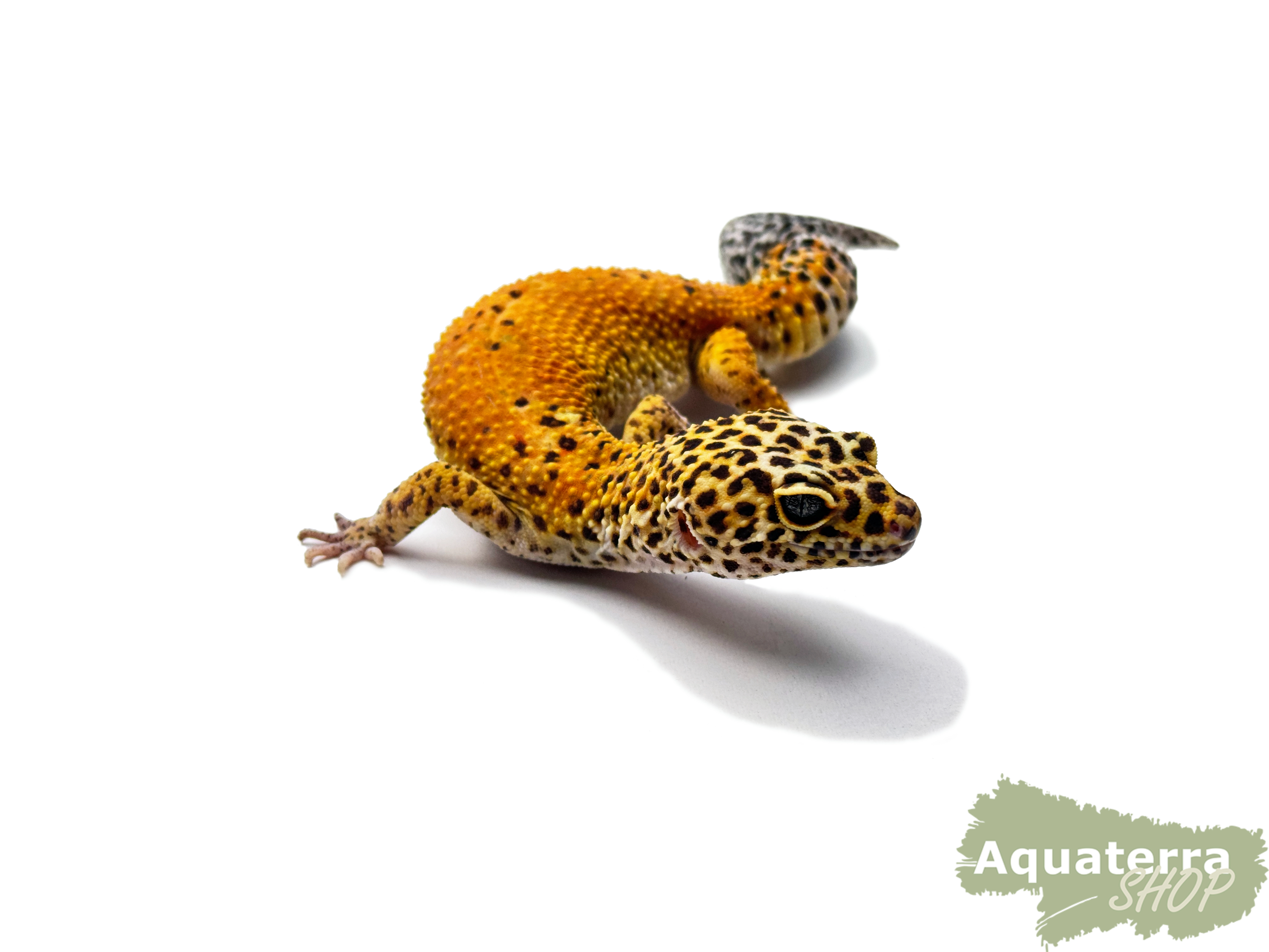 Eublepharis macularius, Leopardgecko