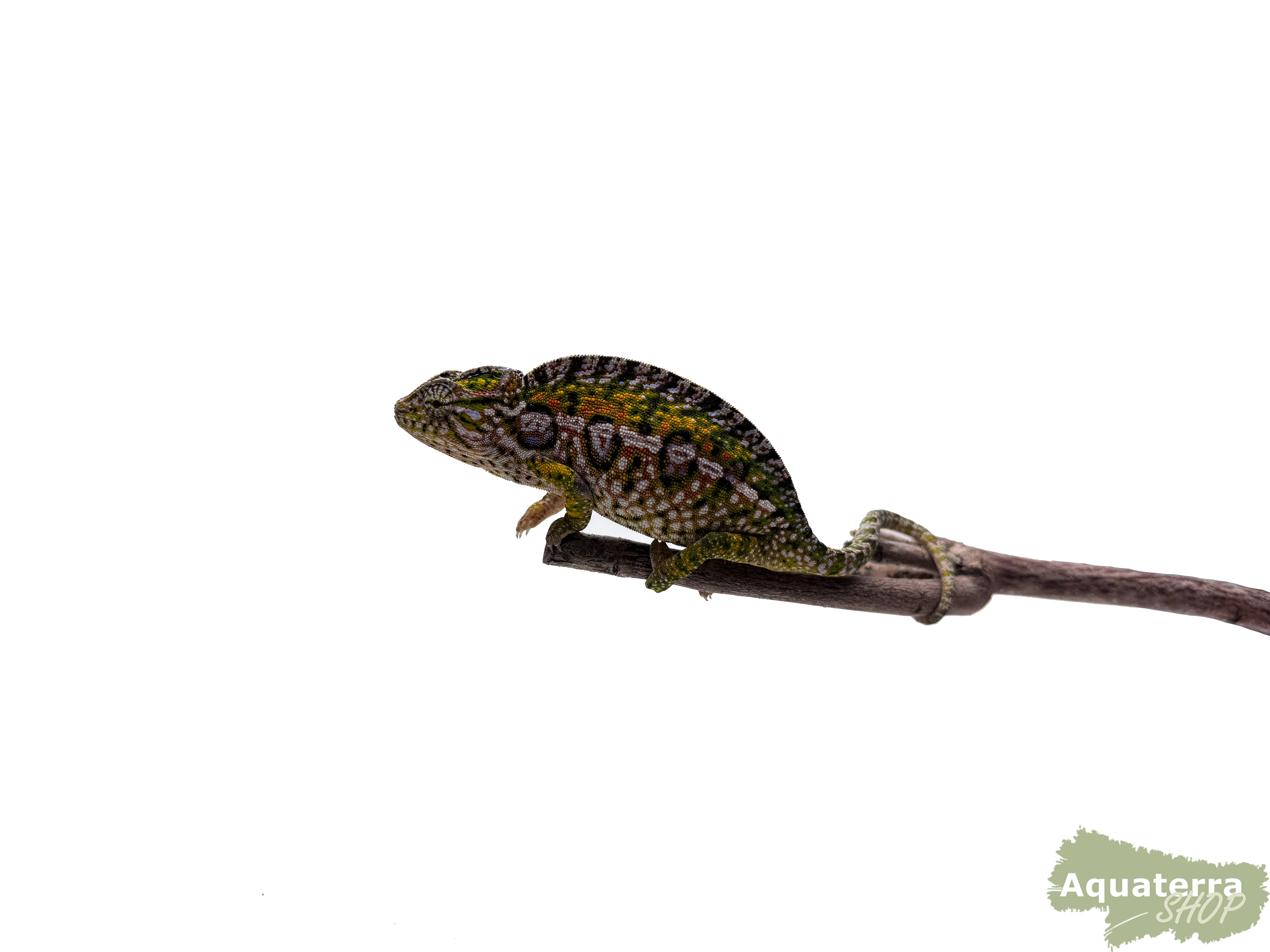 Furcifer lateralis, Teppichchamäleon [Paarpreis]