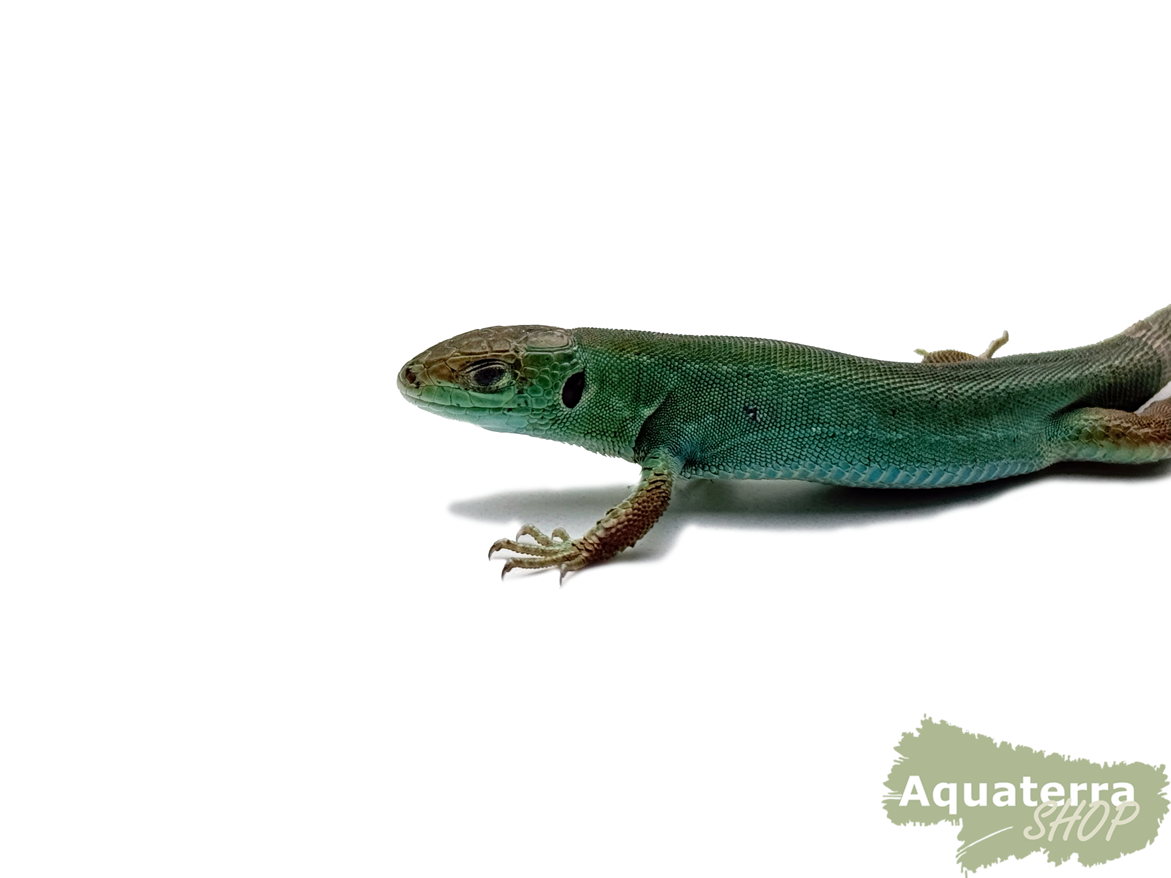 Lacerta bilineata, Smaragdeidechse